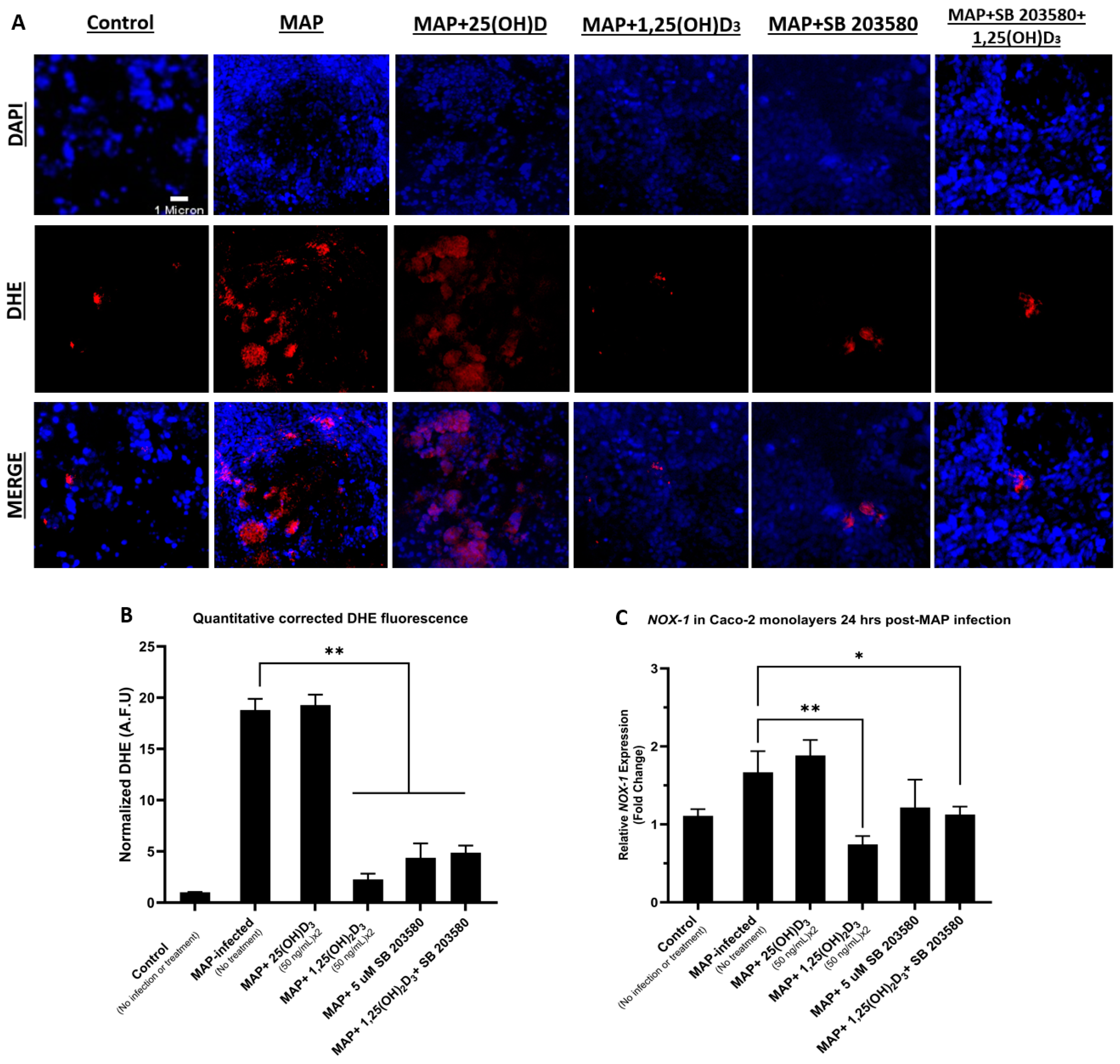 Nutrients 16 01358 g005 Nutrients 16 01358 g005