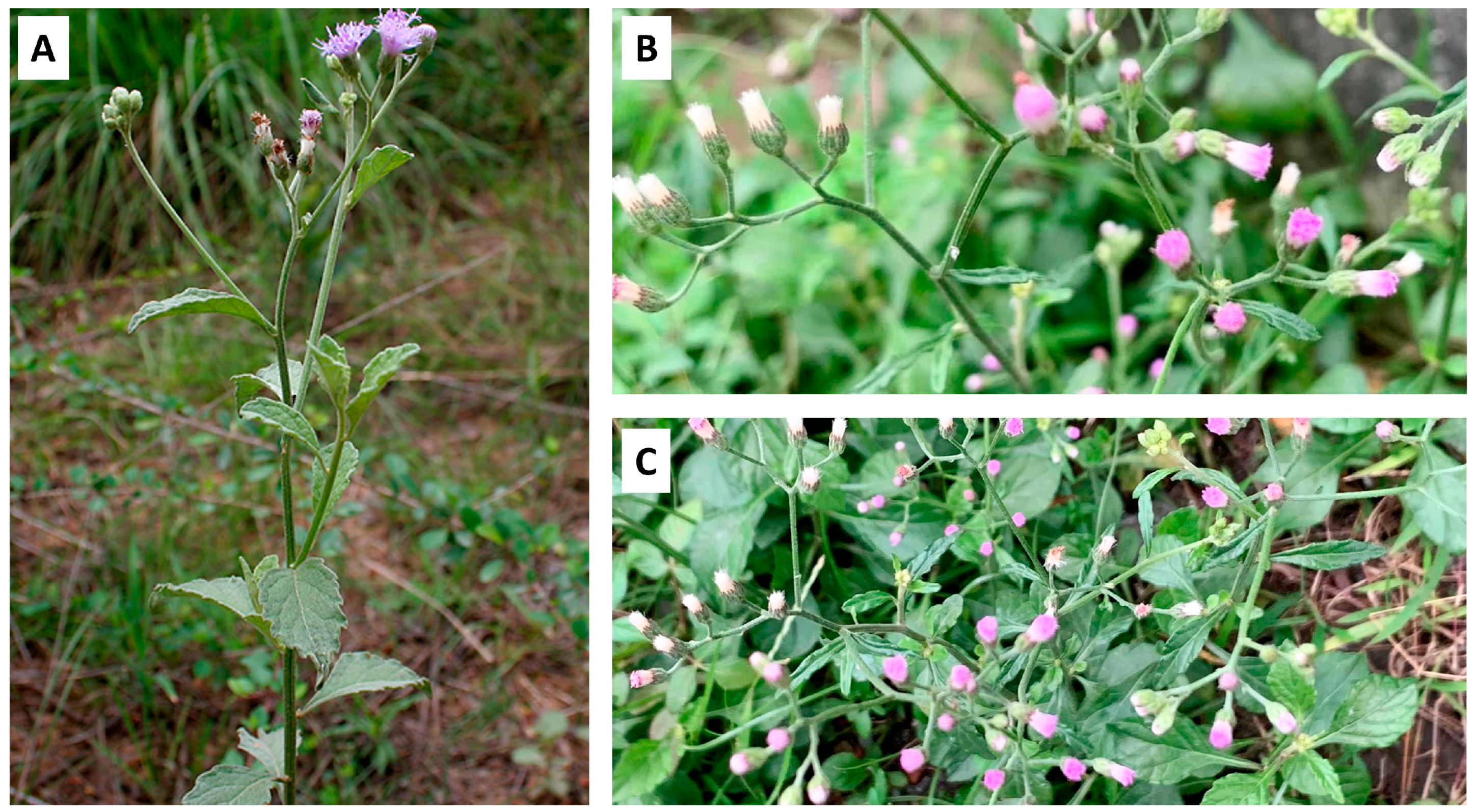 Nutrients 16 01396 g001 Nutrients 16 01396 g001