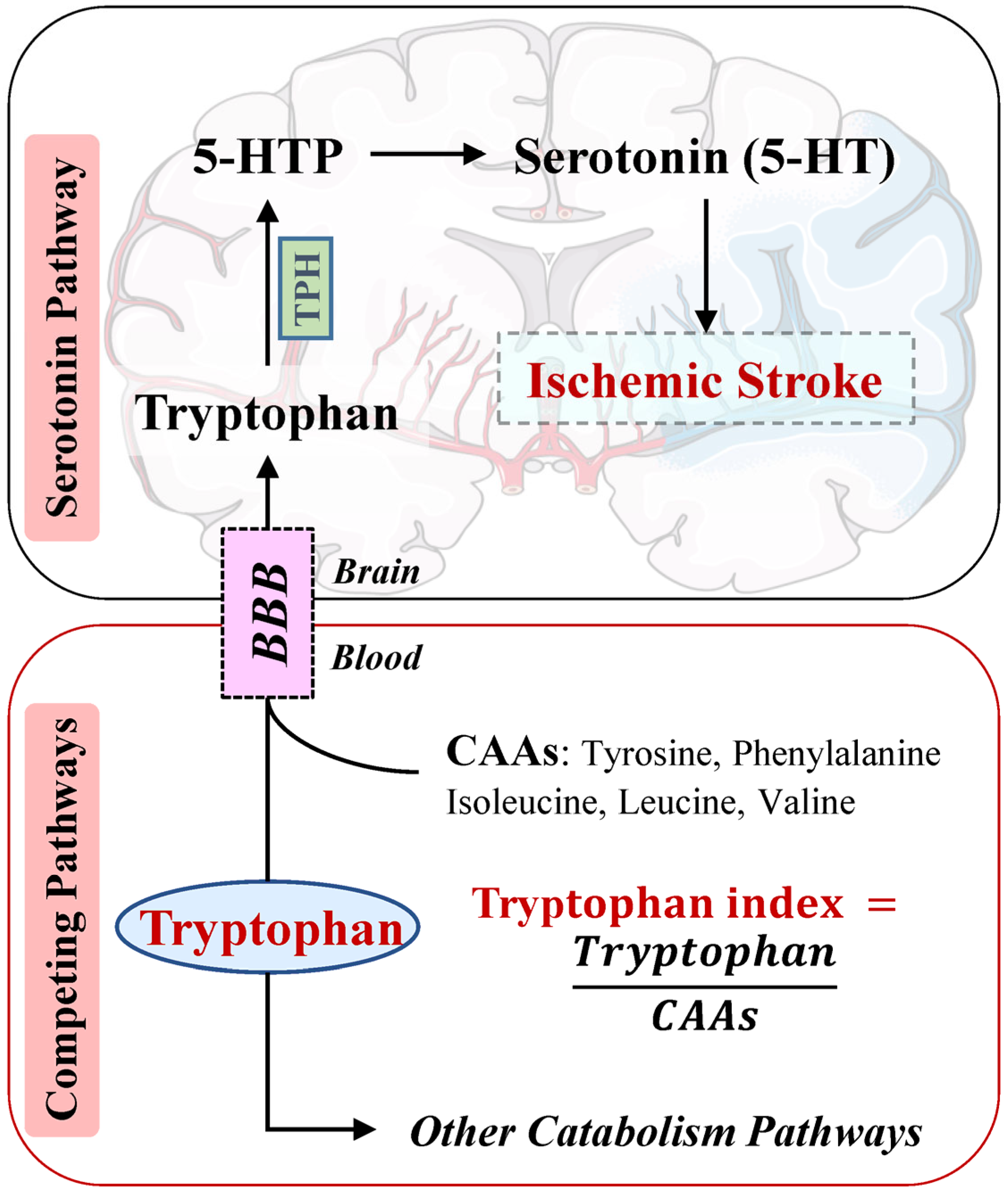 Nutrients 16 01544 g001