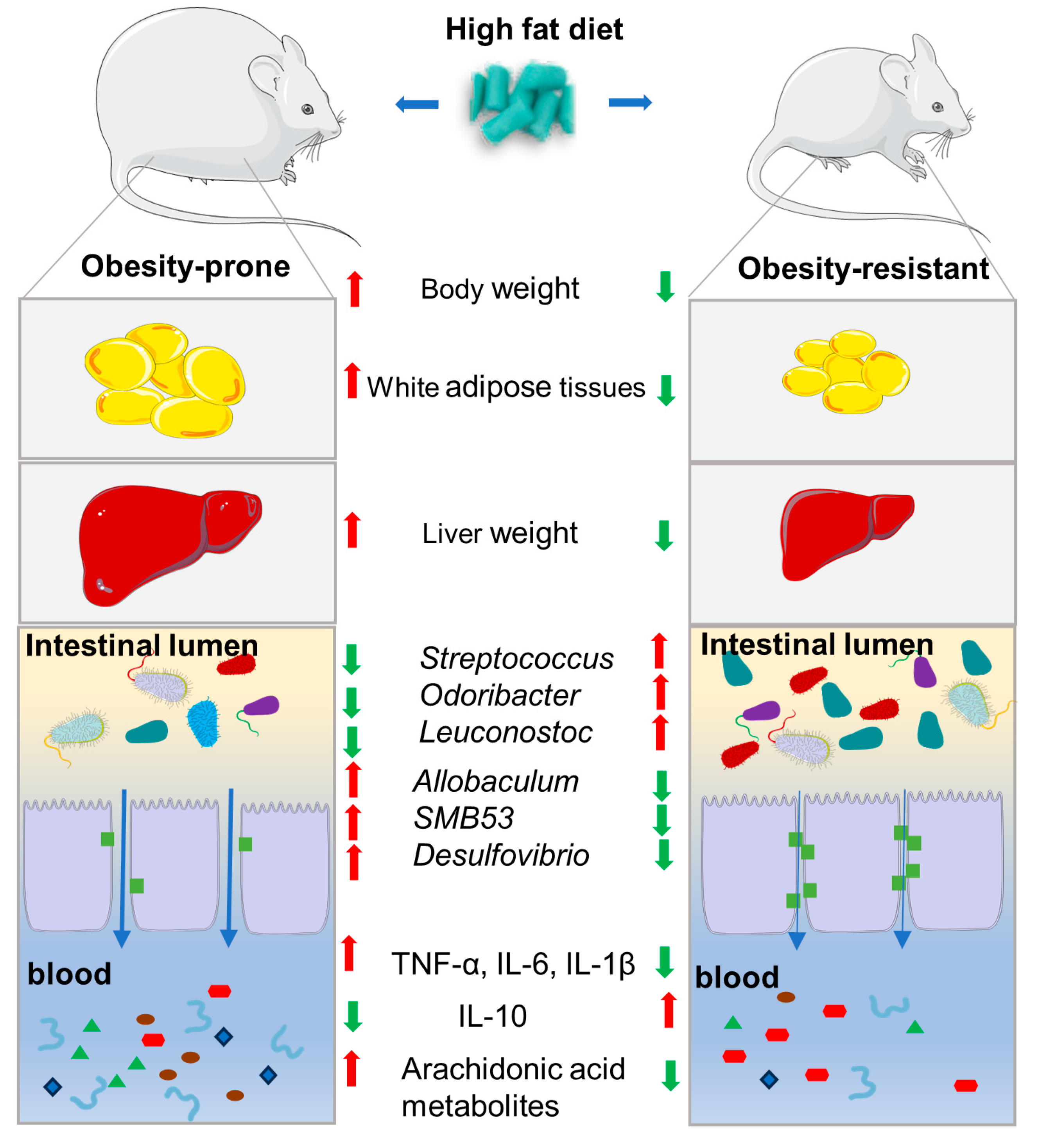 Nutrients 16 01579 g008