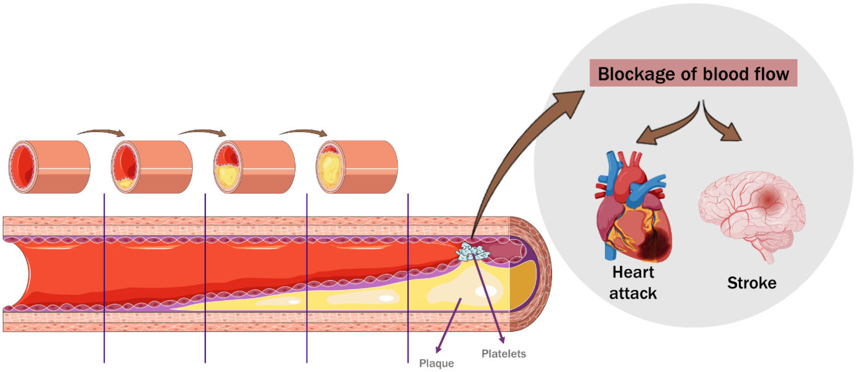 Nutrients 16 01597 g001 Nutrients 16 01597 g001