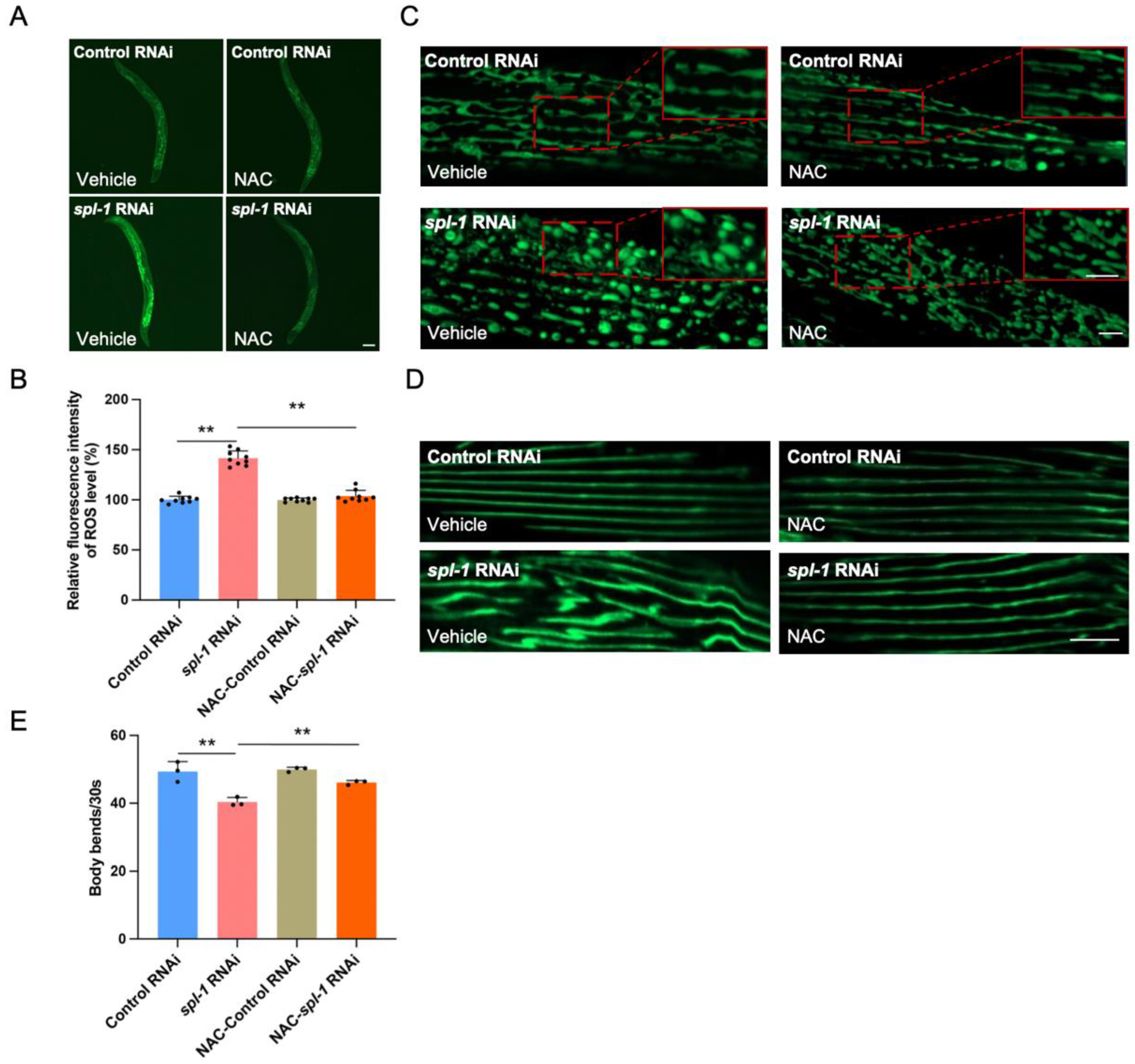 Nutrients 16 01623 g004