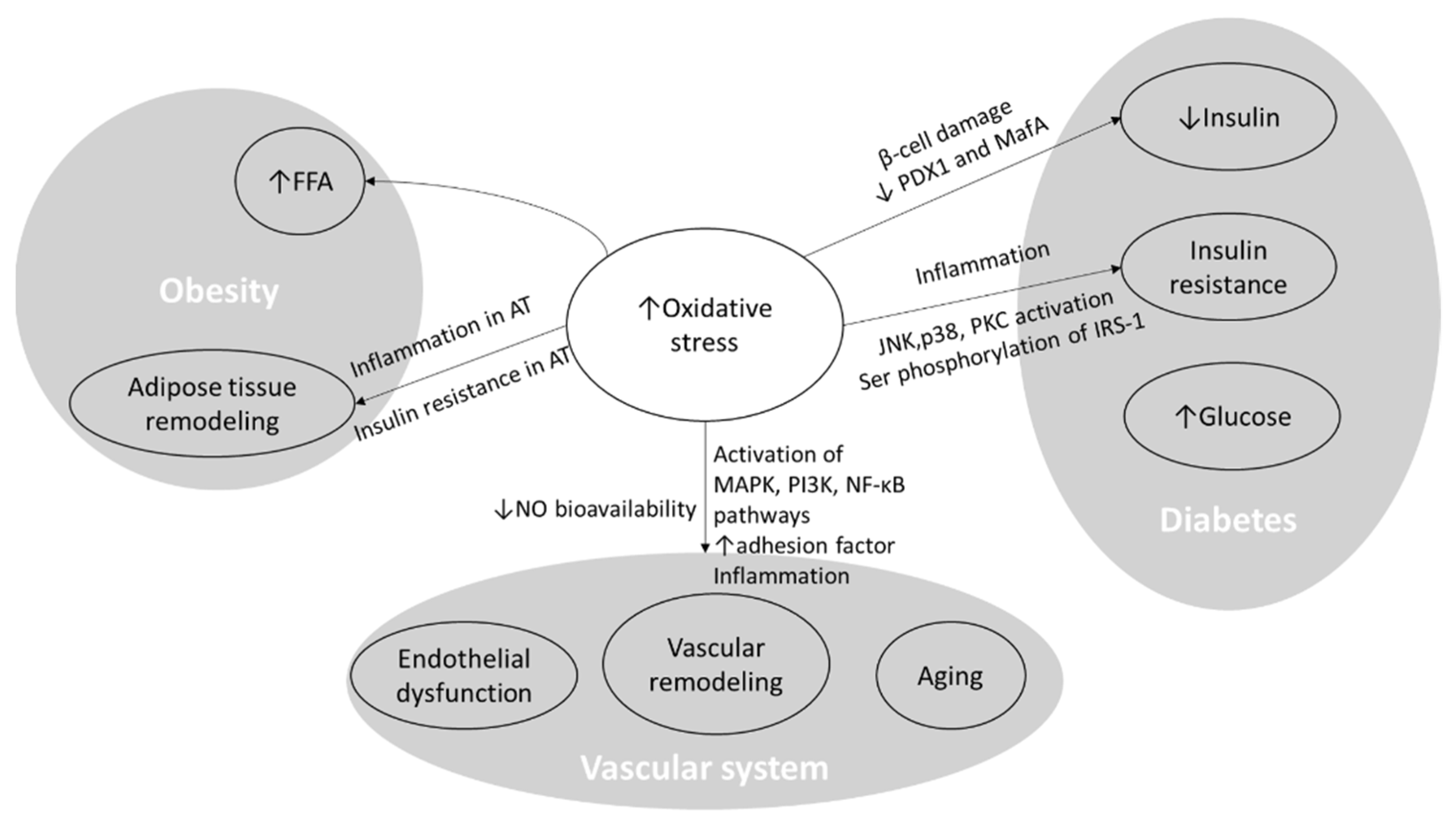 Nutrients 16 01641 g003 Nutrients 16 01641 g003