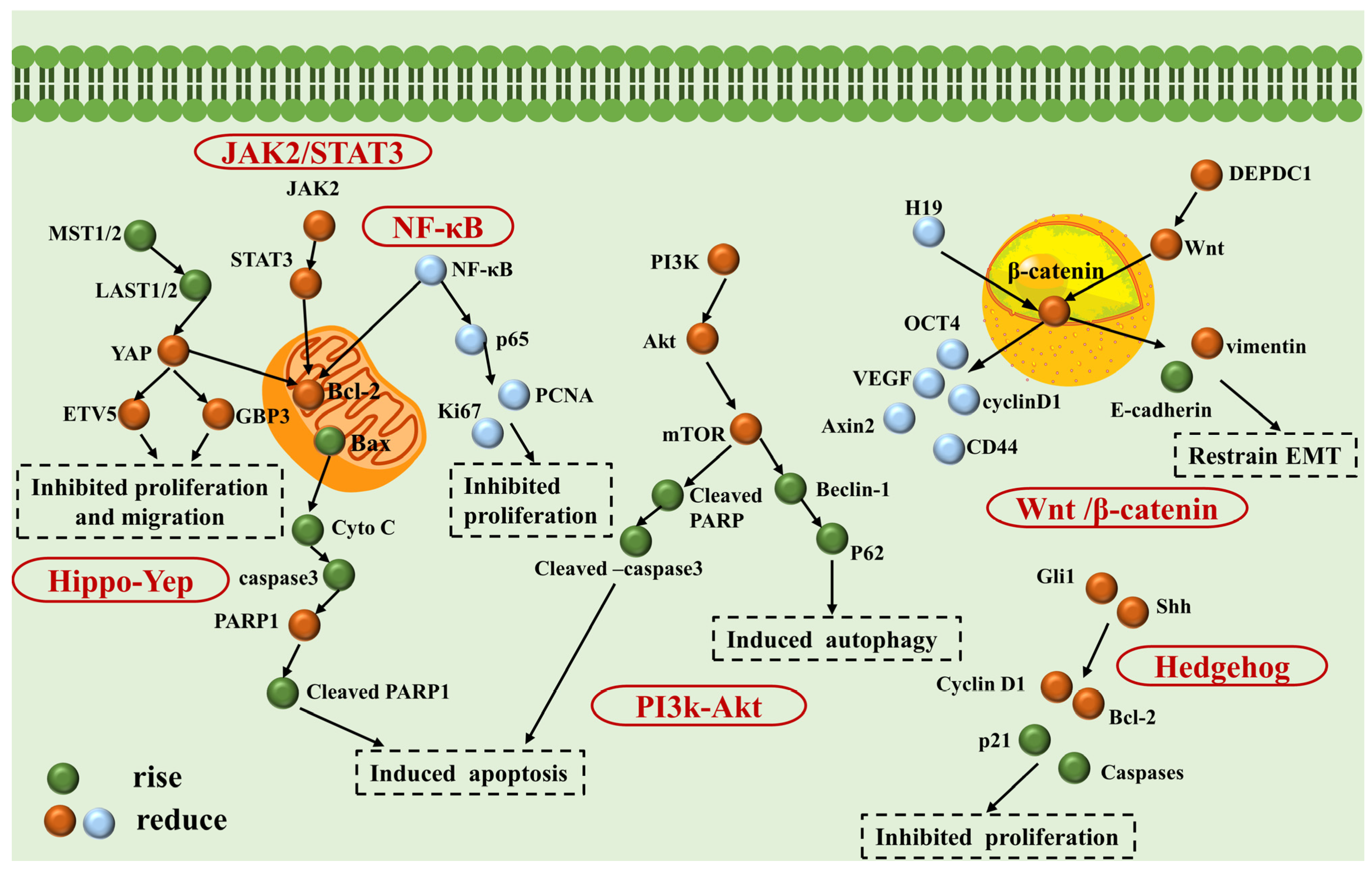 Nutrients 16 01642 g003