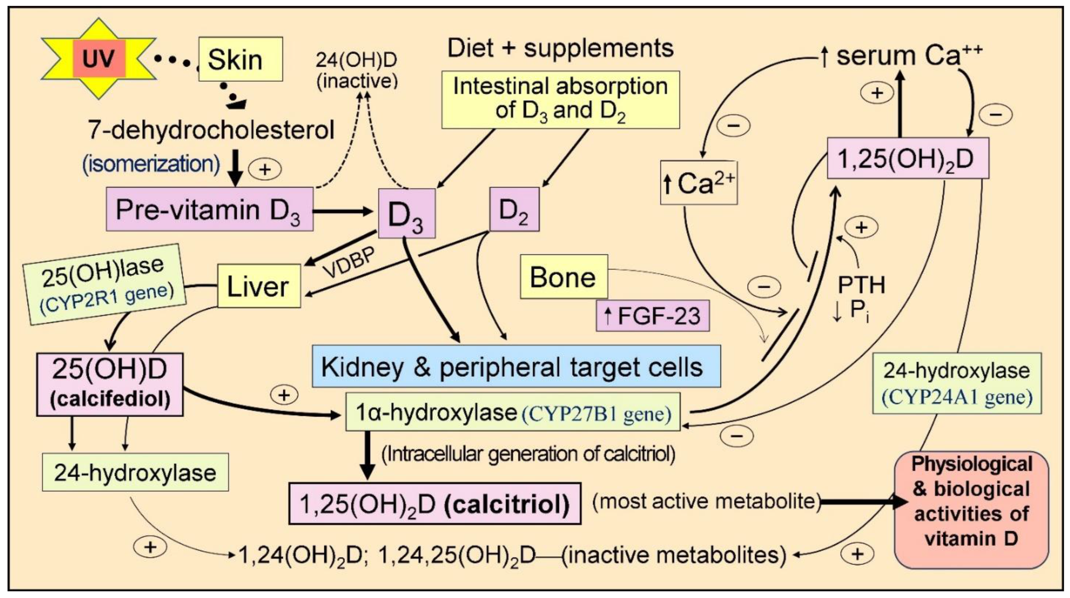 Nutrients 16 01666 g001