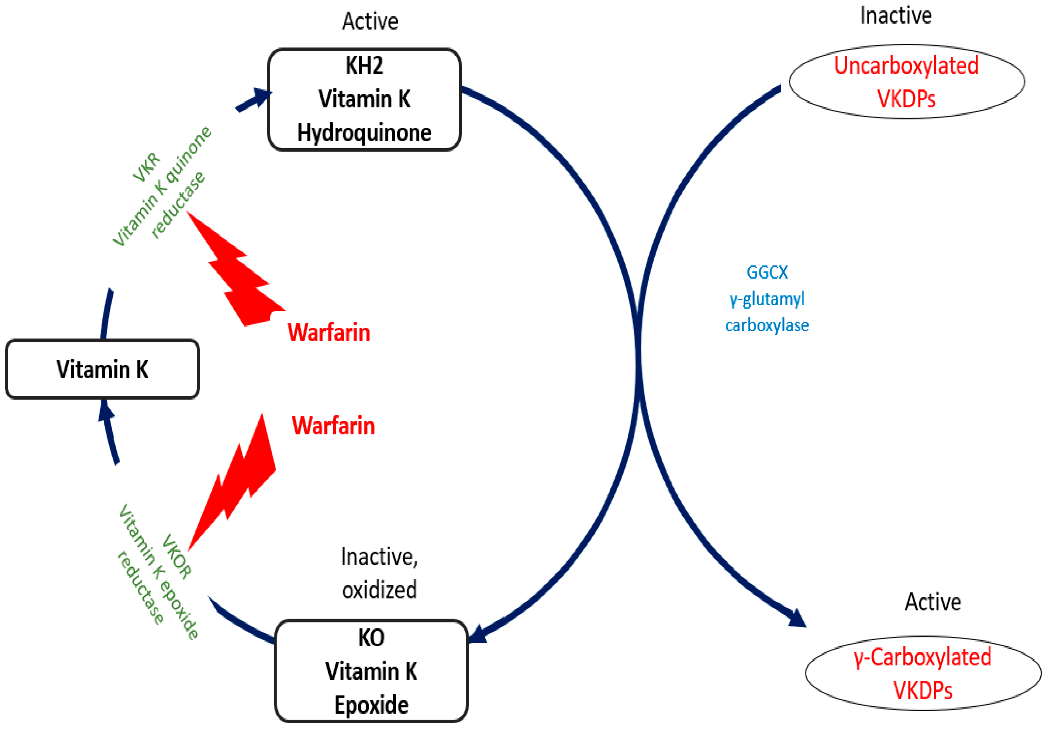Nutrients 16 01798 g002 Nutrients 16 01798 g002