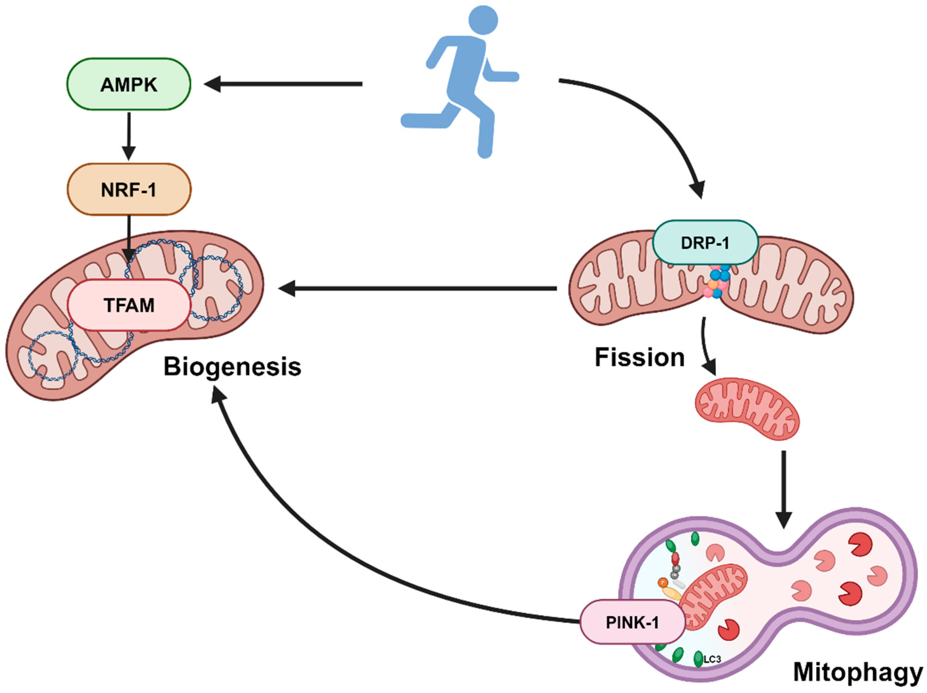 Nutrients 16 01836 g005