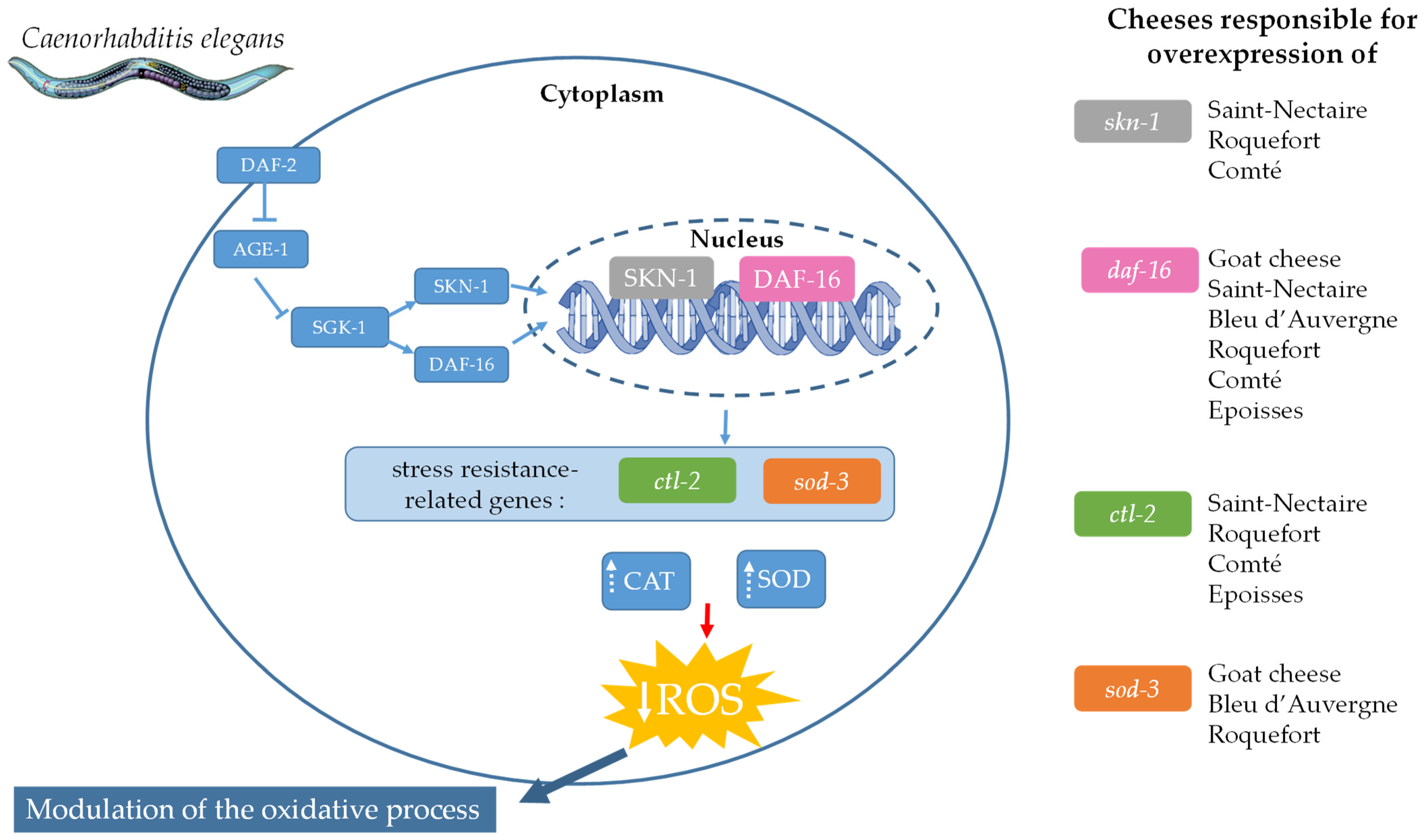 Nutrients 16 01862 g006