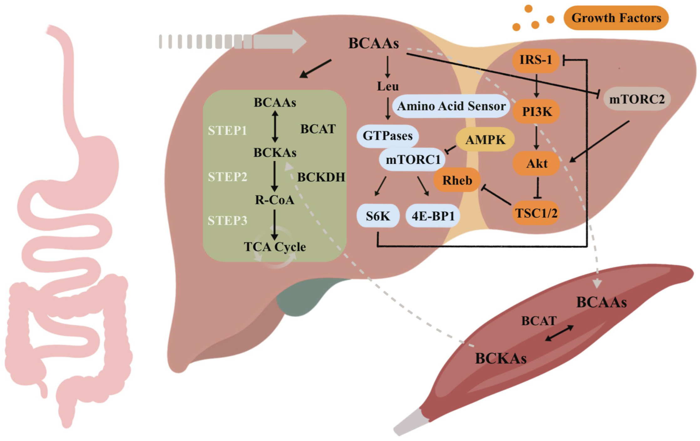 Nutrients 16 01875 g001