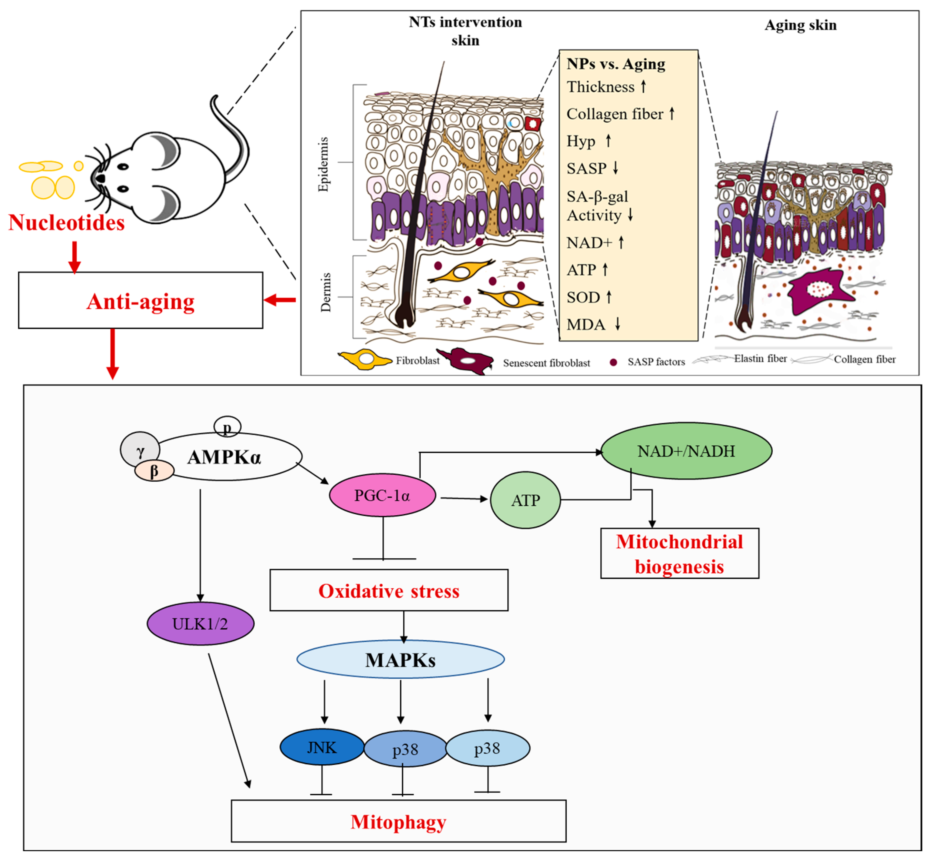 Nutrients 16 01907 g007