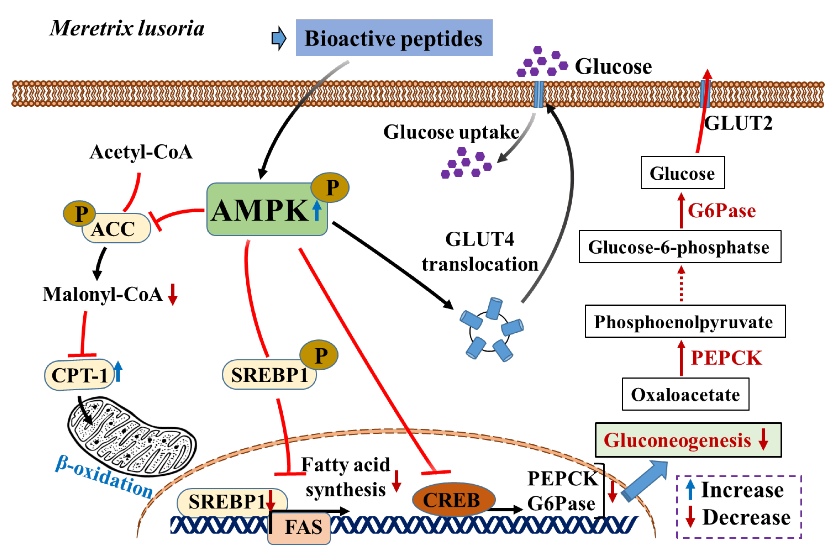 Nutrients 16 01913 g008