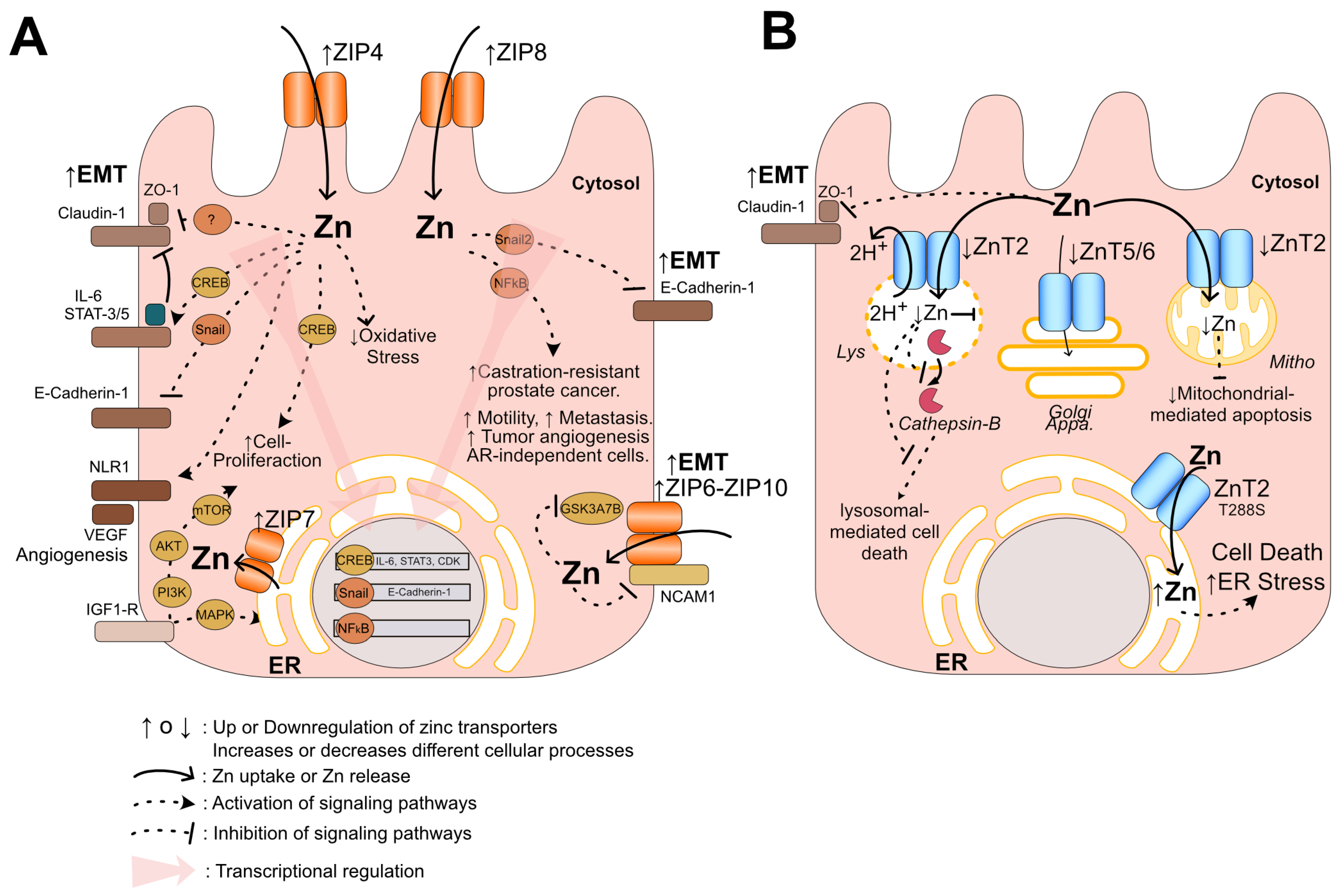 Nutrients 16 02026 g006