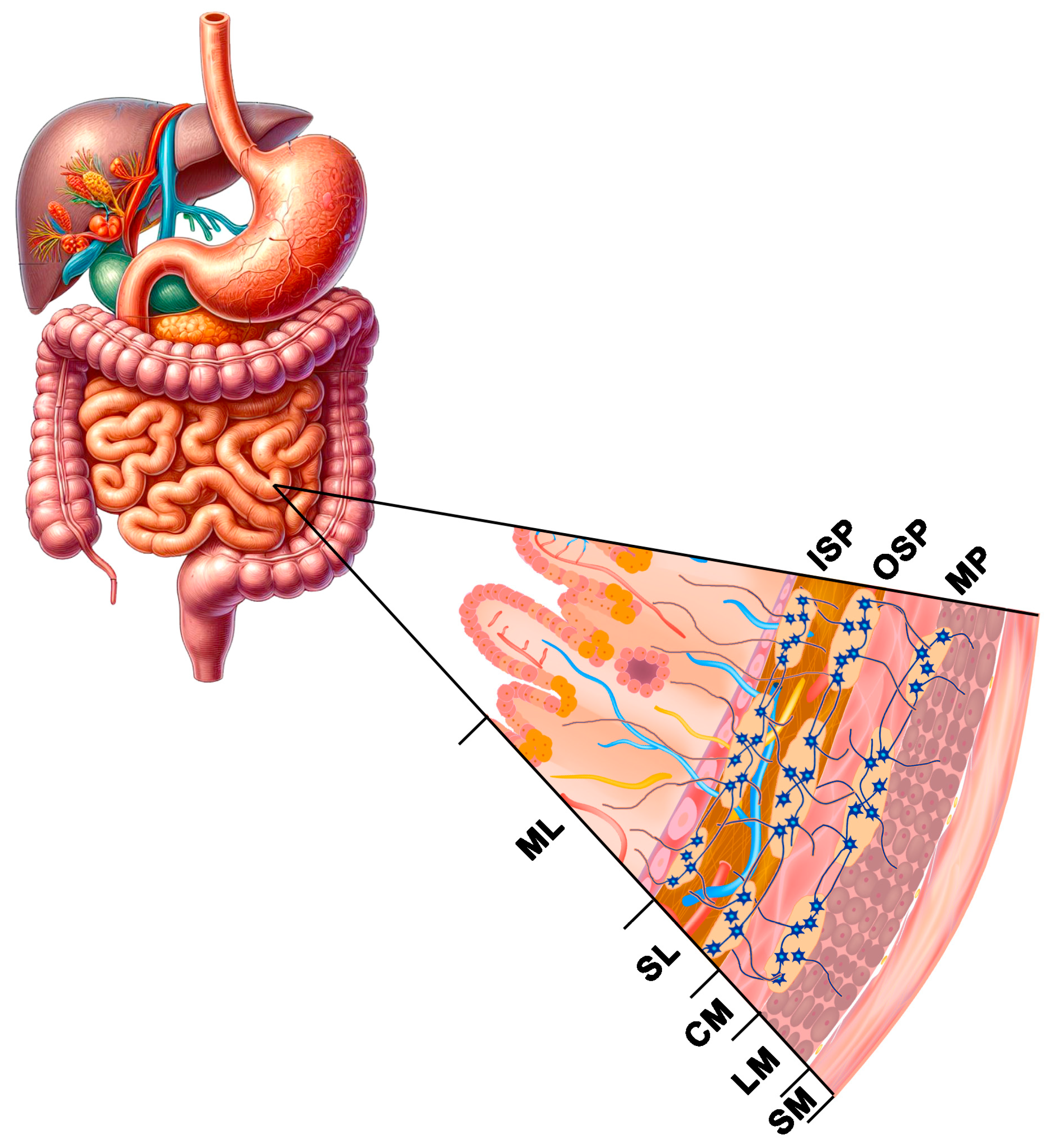 Nutrients 16 02032 g002 Nutrients 16 02032 g002