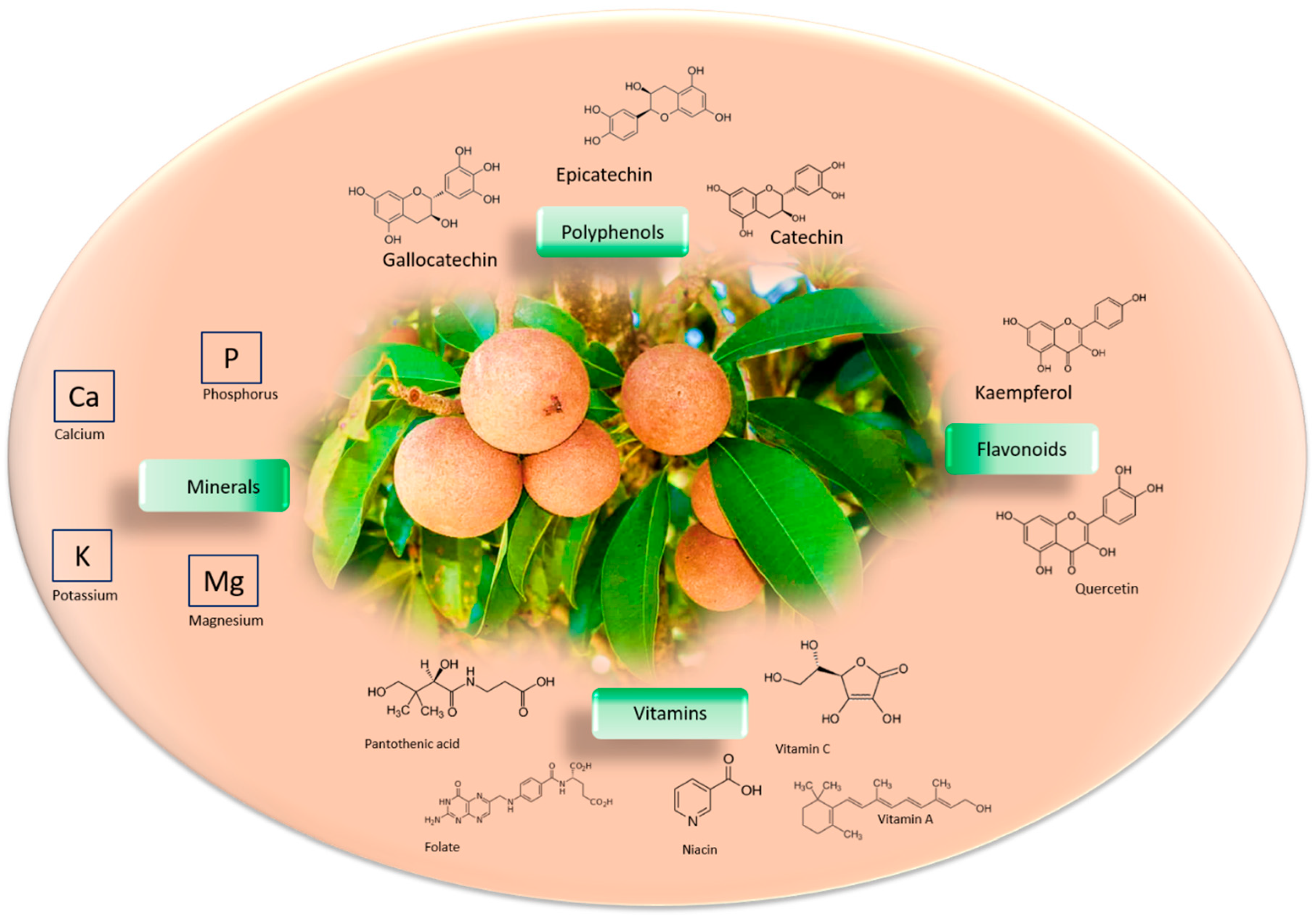 Nutrients 16 02225 g001 Nutrients 16 02225 g001