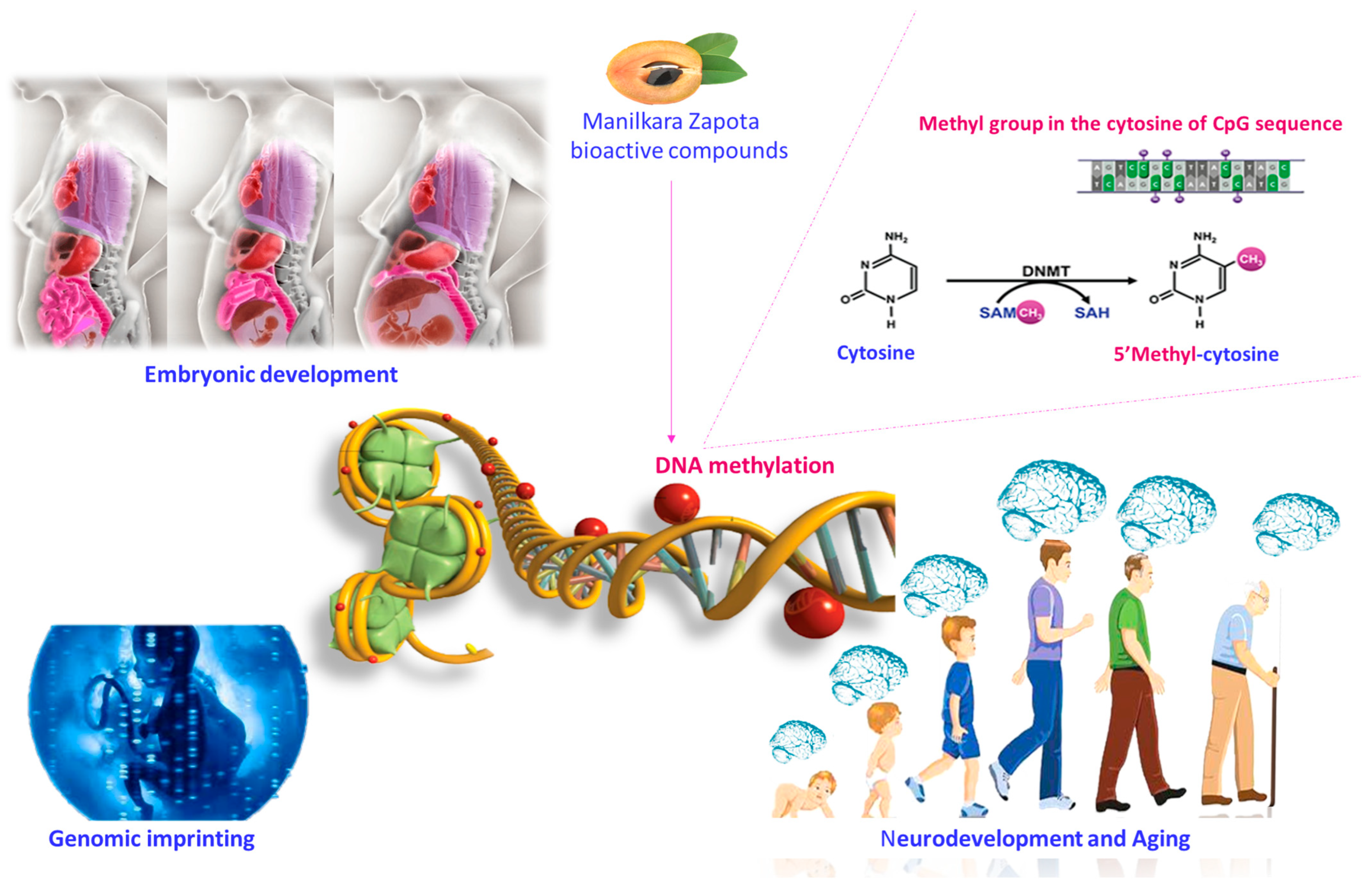 Nutrients 16 02225 g002 Nutrients 16 02225 g002