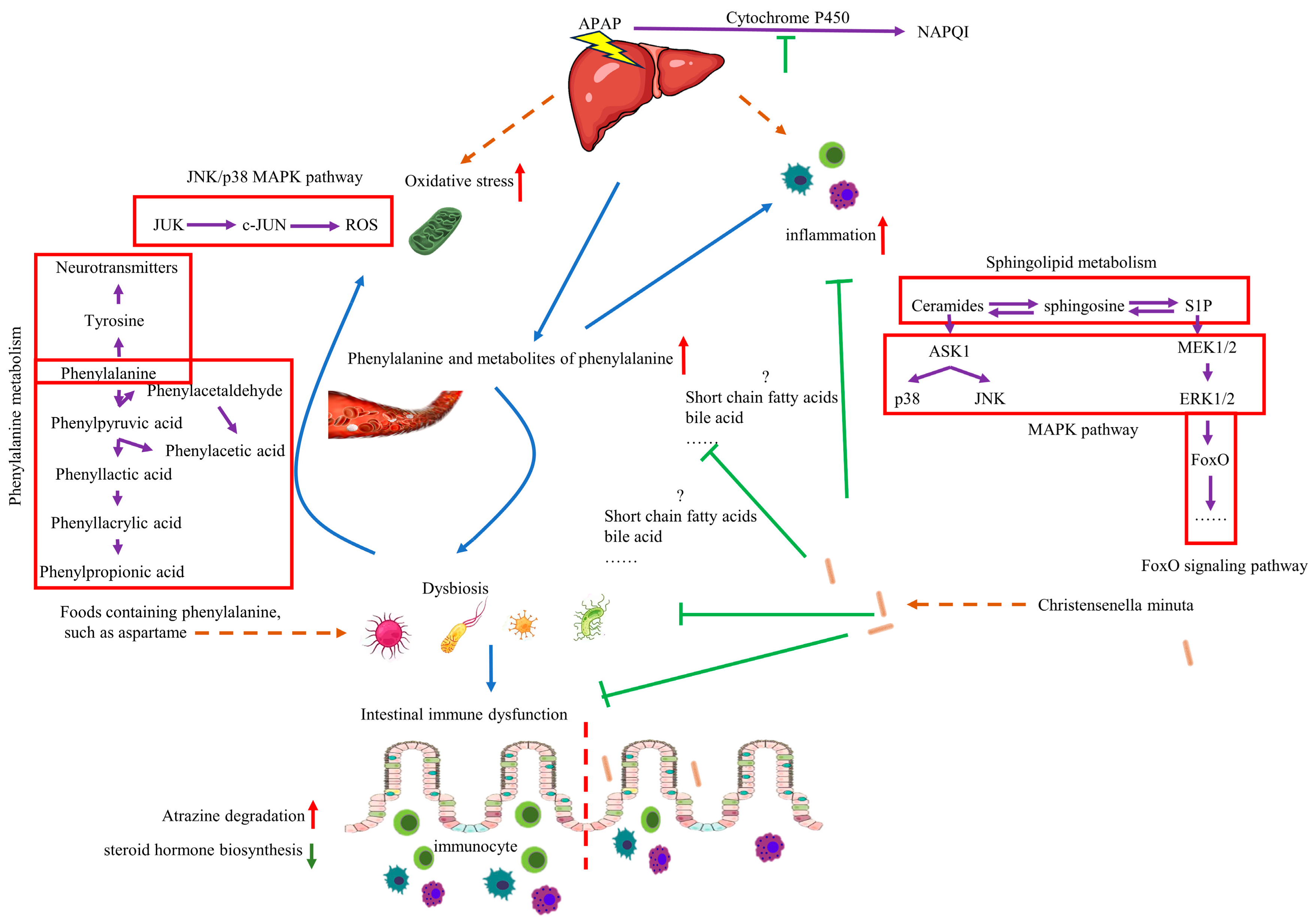 Nutrients 16 02314 g010