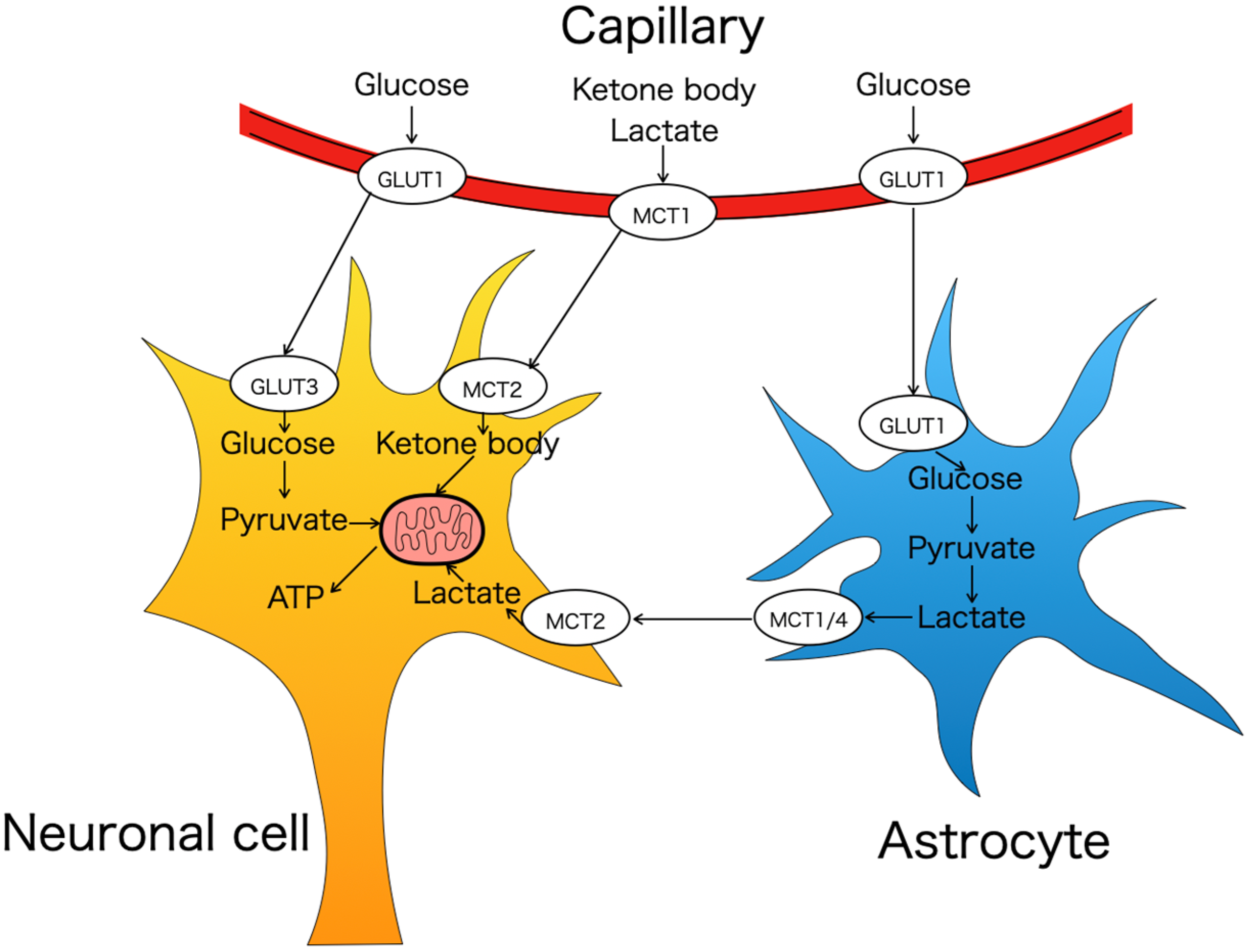 Nutrients 16 02363 g001 Nutrients 16 02363 g001