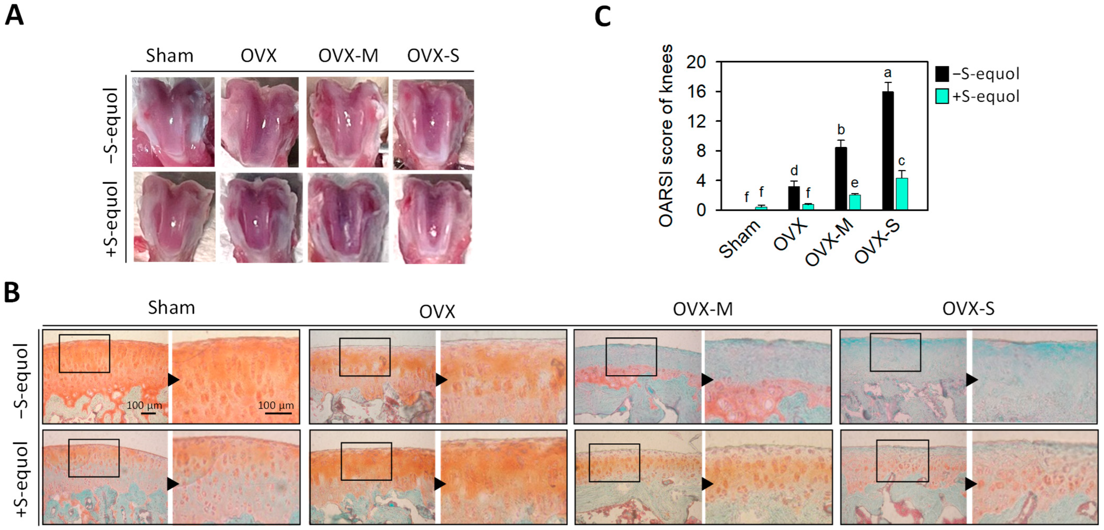 Nutrients 16 02364 g002 Nutrients 16 02364 g002