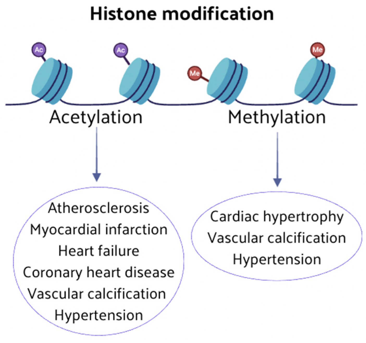 Nutrients 16 02399 g003