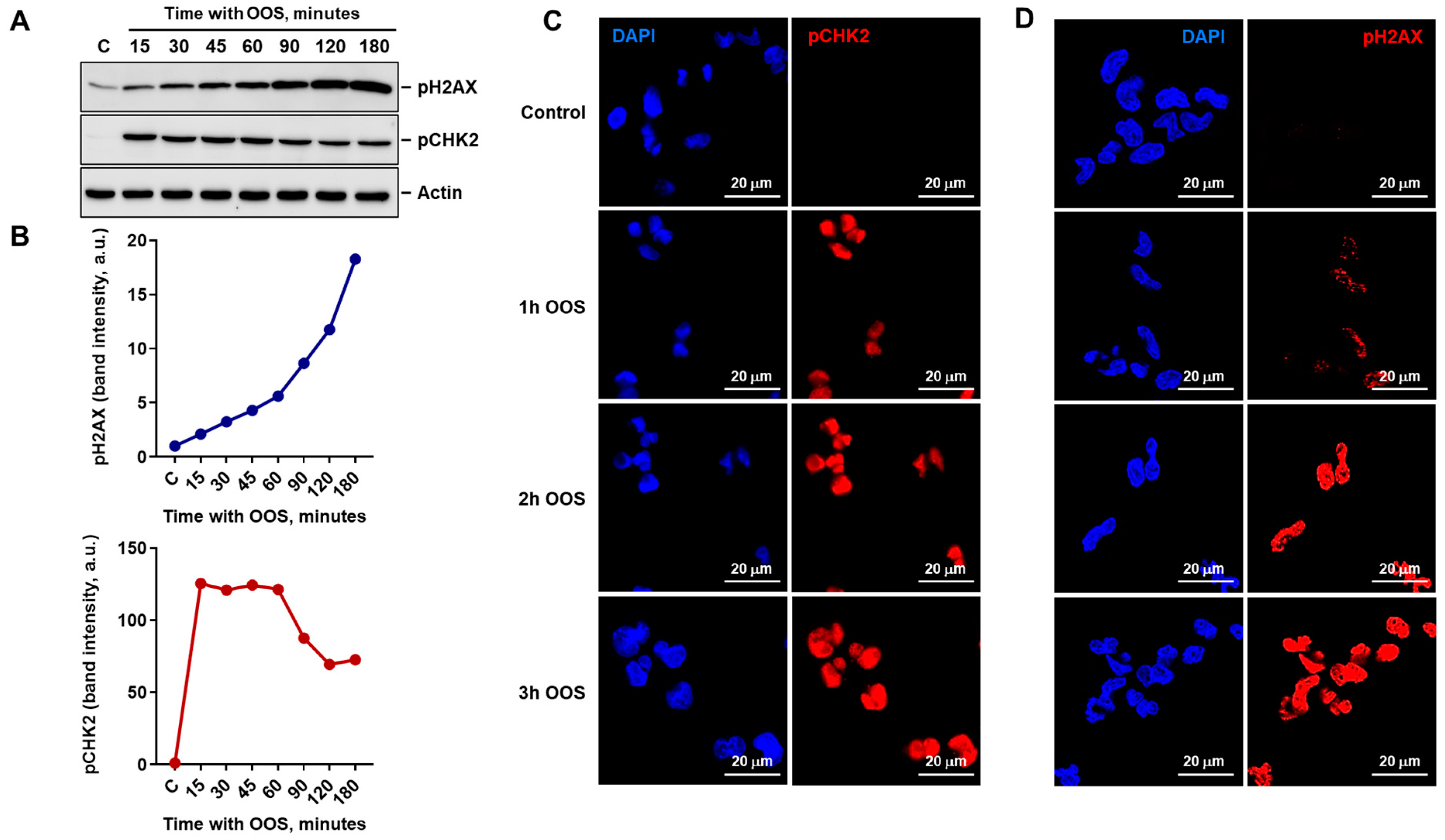 Nutrients 16 02416 g003