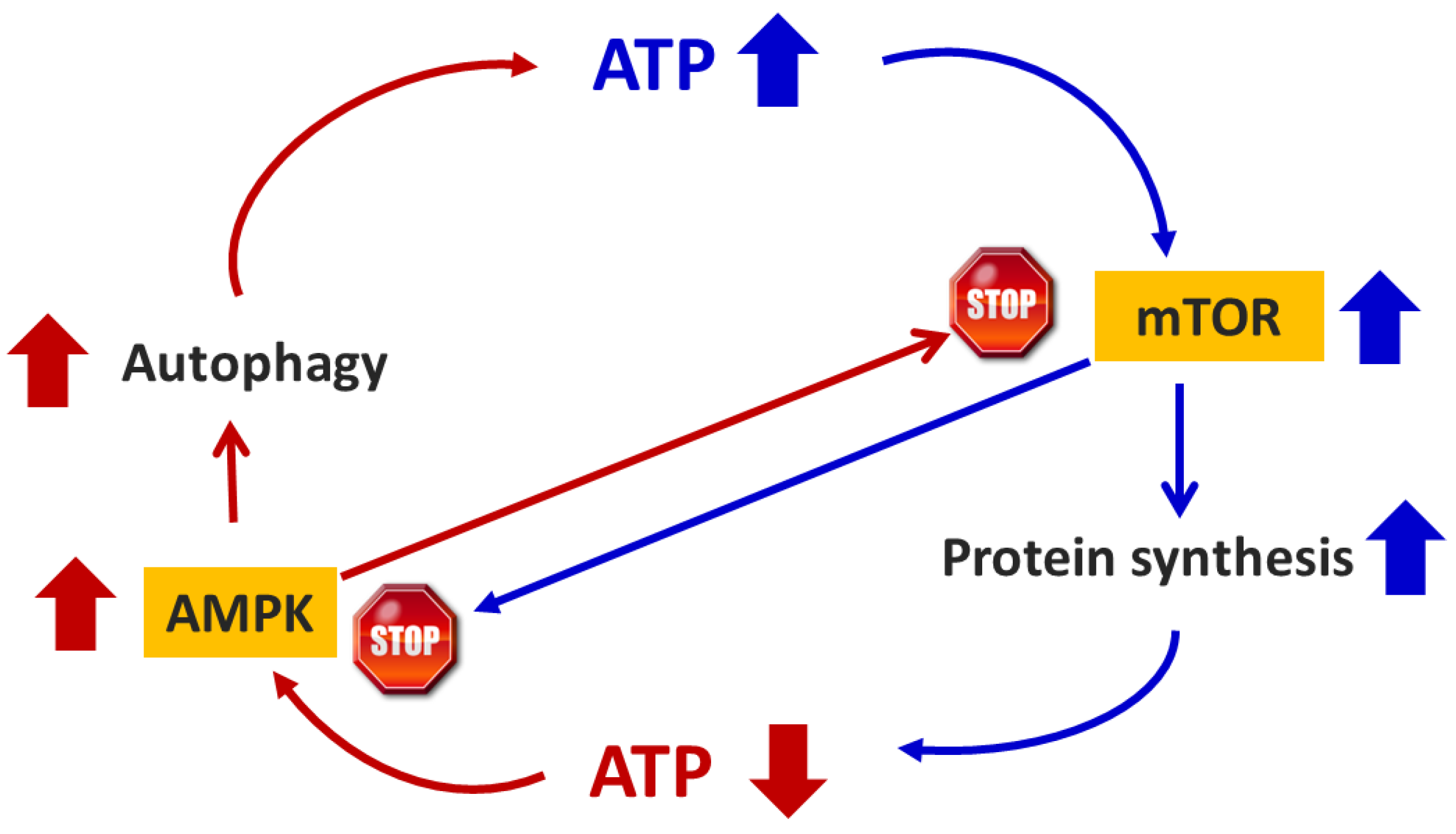 Nutrients 16 02417 g001 Nutrients 16 02417 g001