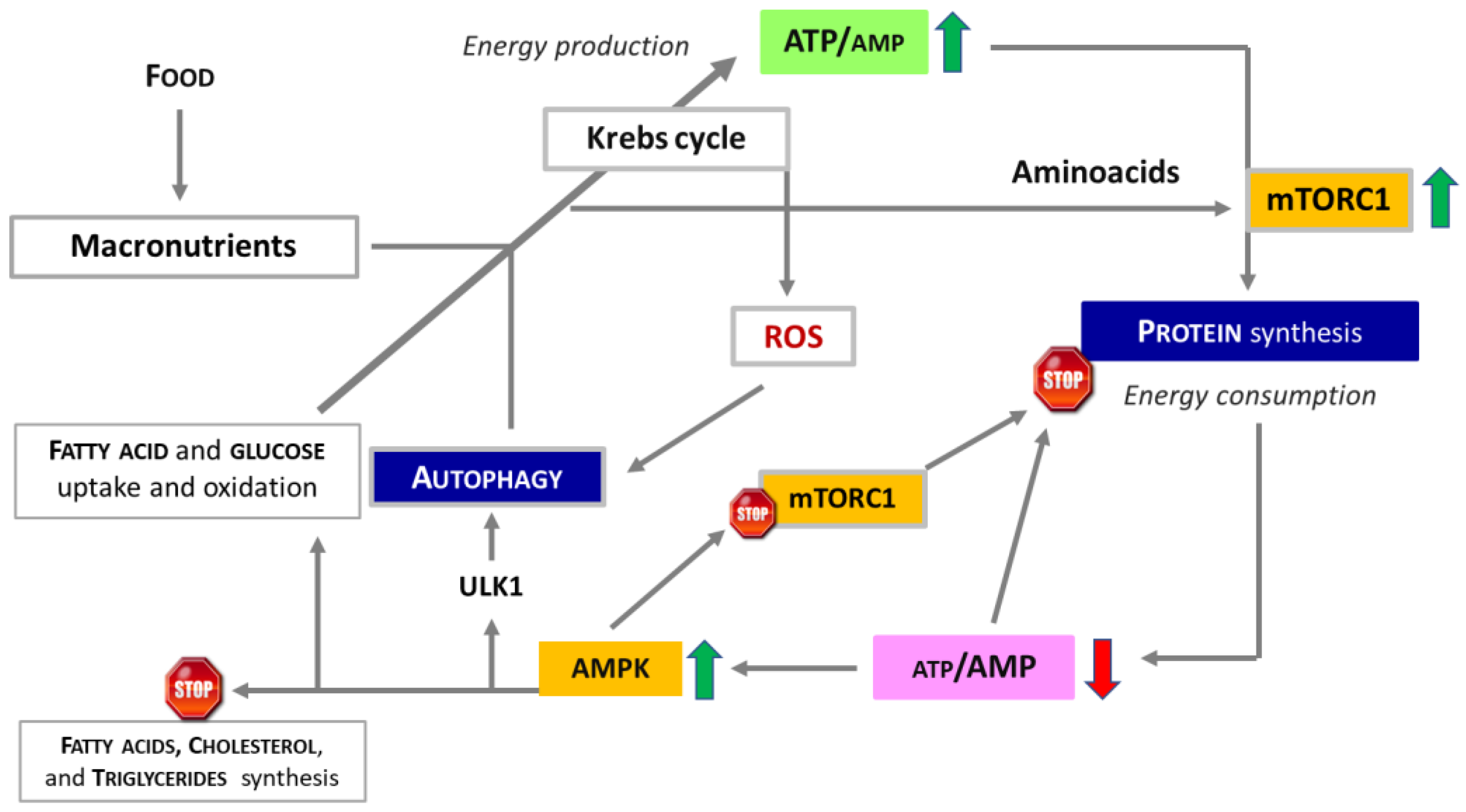 Nutrients 16 02417 g002 Nutrients 16 02417 g002
