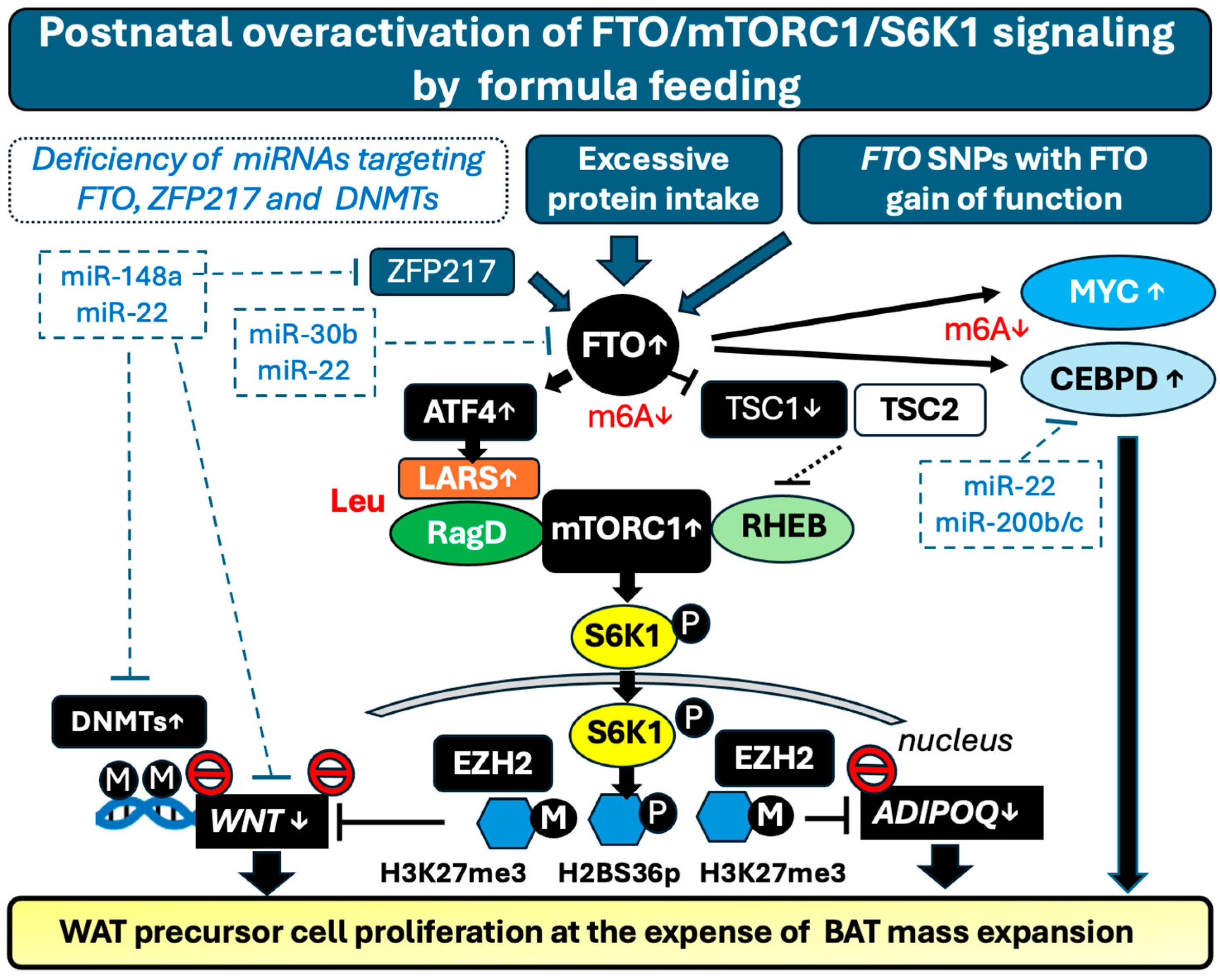 Nutrients 16 02451 g002
