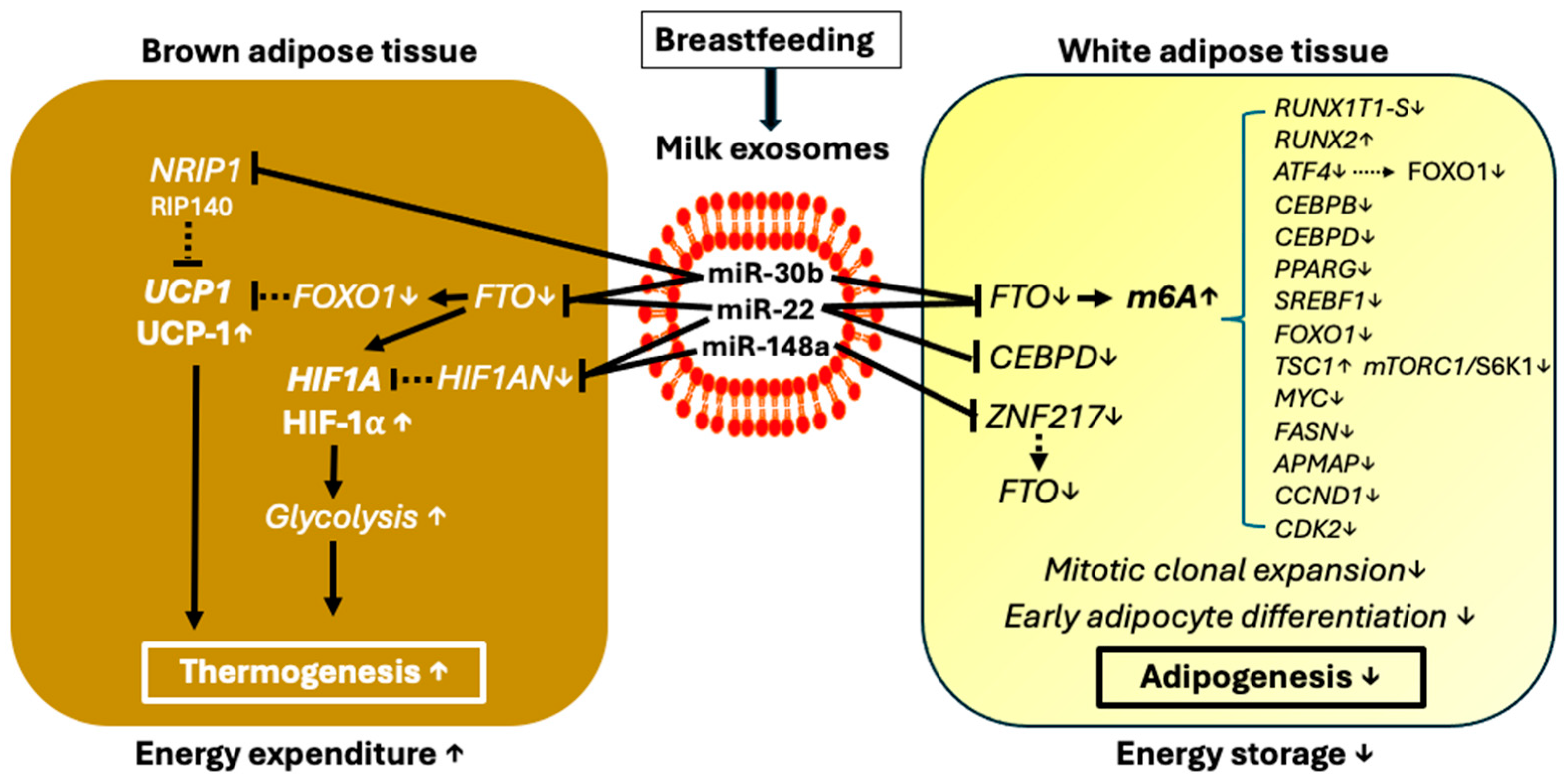 Nutrients 16 02451 g004