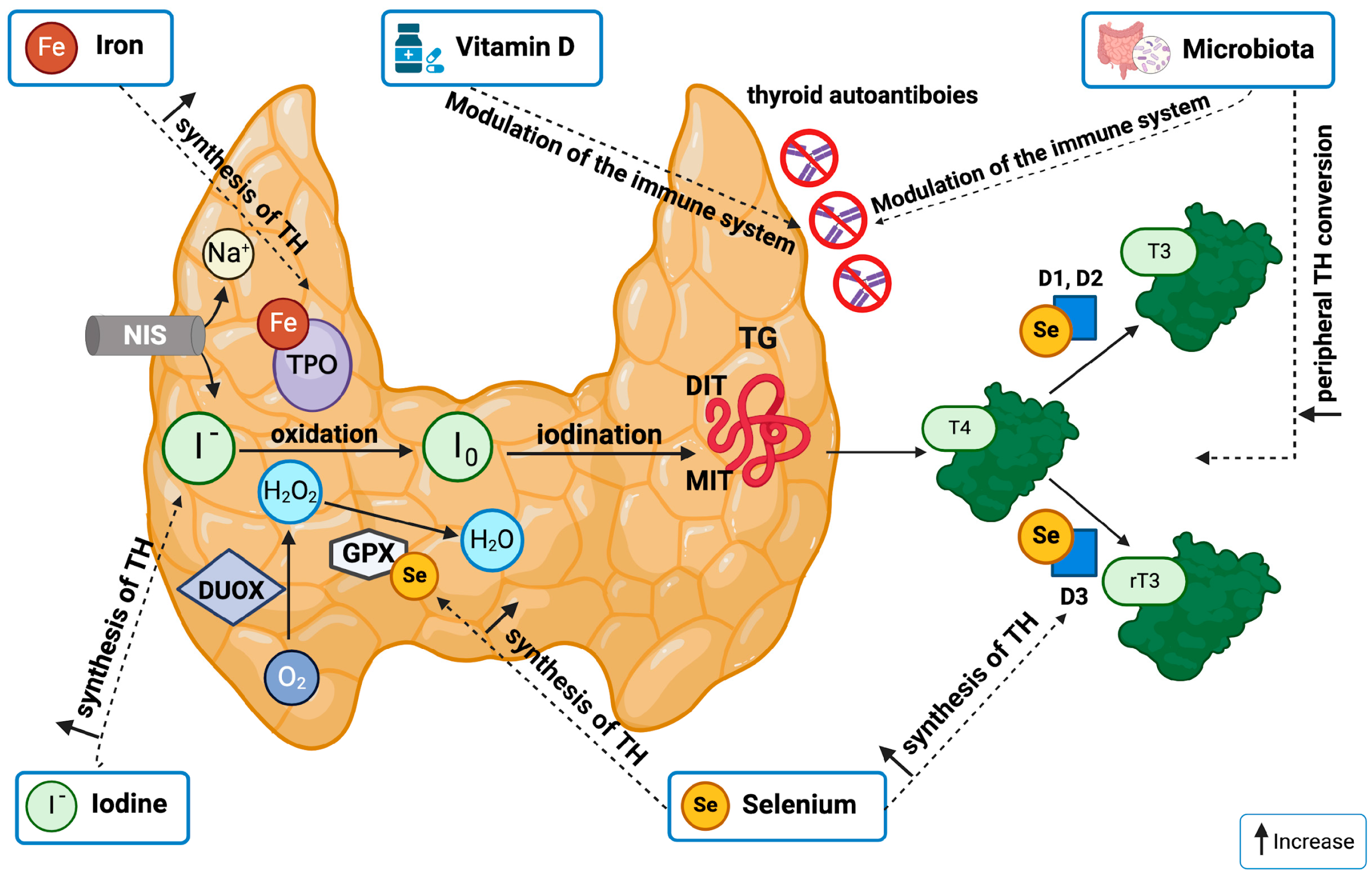 Nutrients 16 02496 g001 Nutrients 16 02496 g001