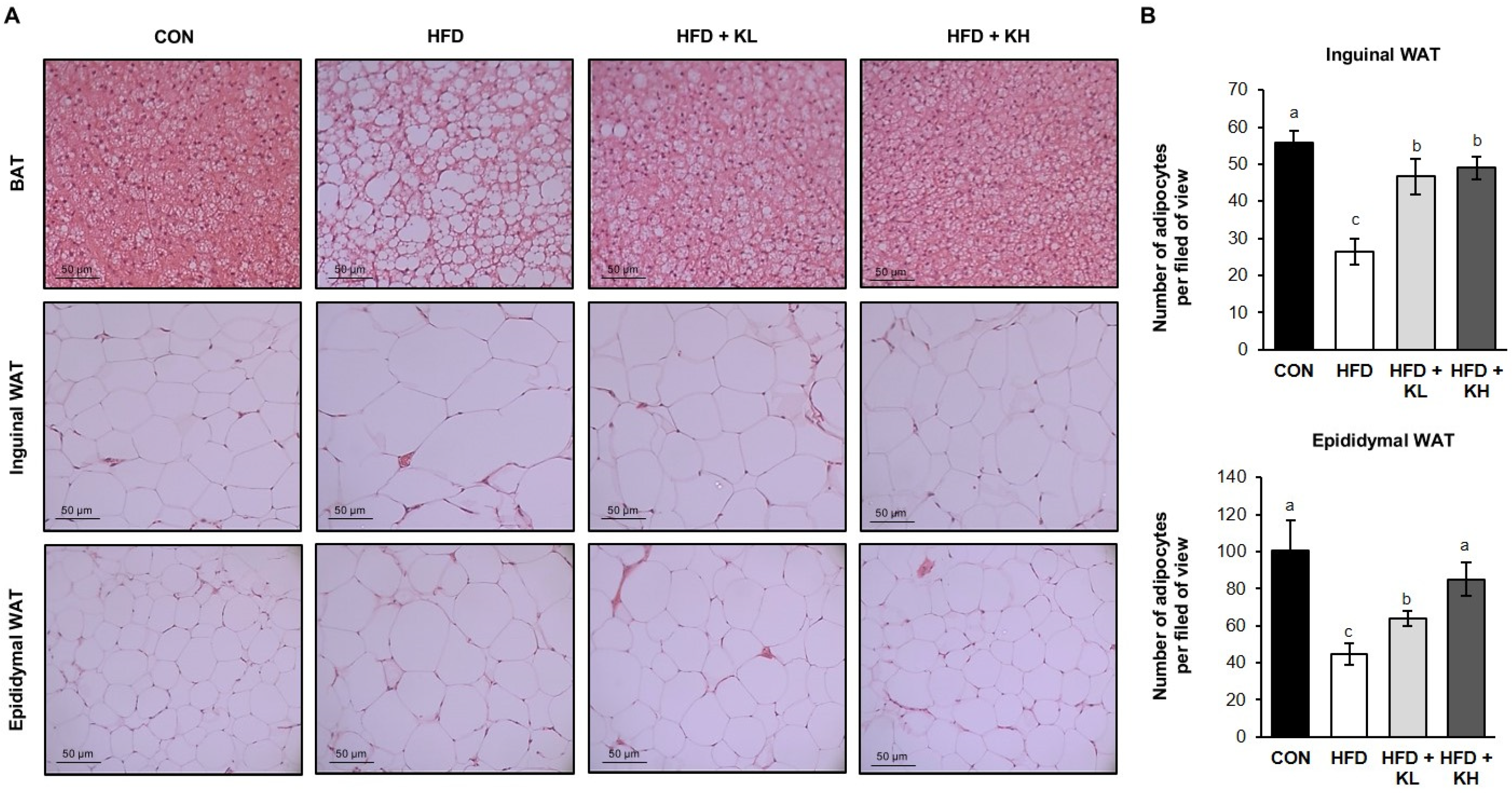 Nutrients 16 02570 g002