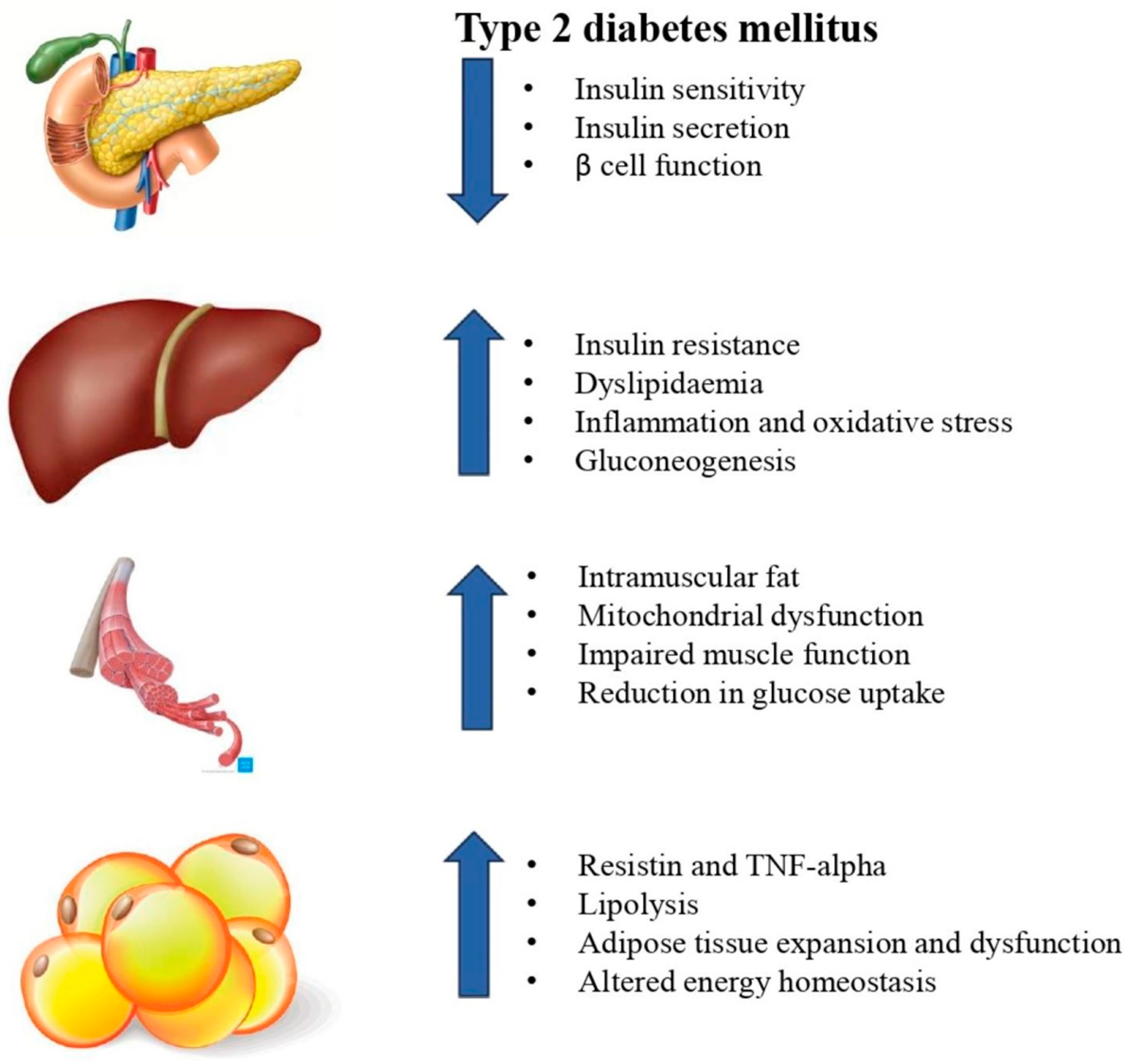 Therapeutic Potential of Various Intermittent Fasting Regimens in ...