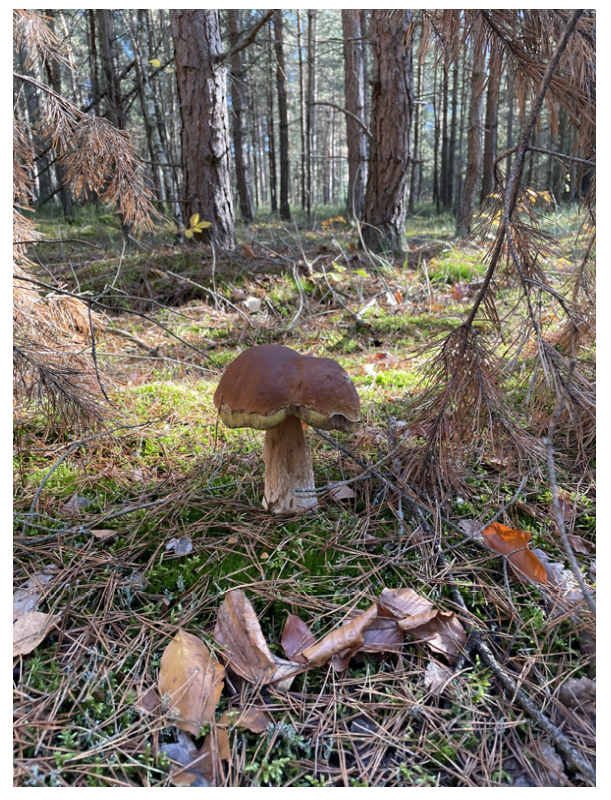 Nutrients 16 02849 g002