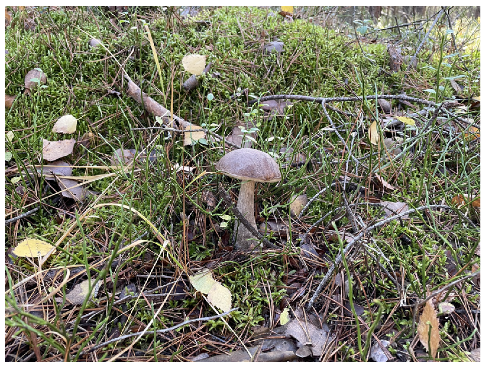 Nutrients 16 02849 g003