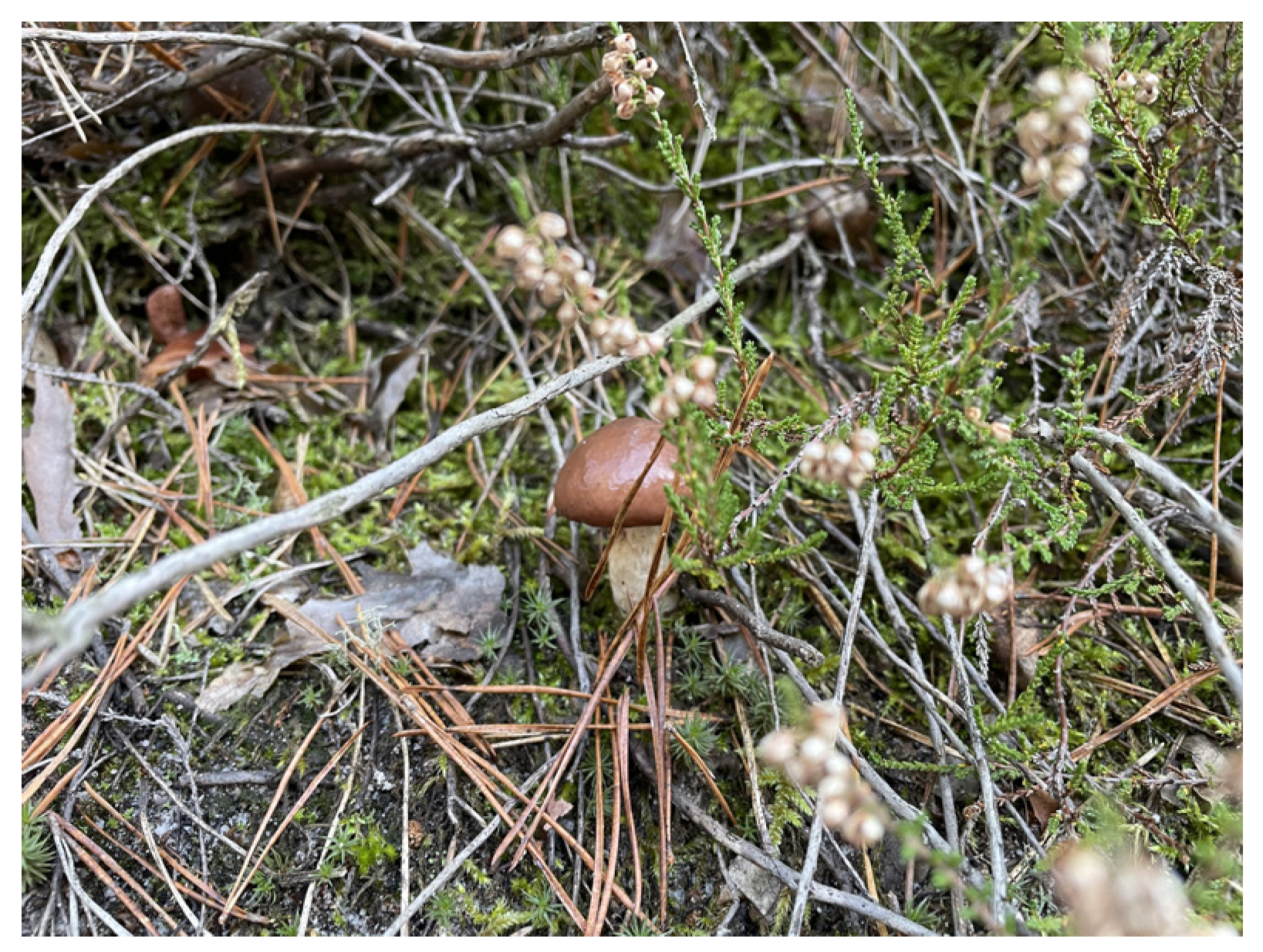 Nutrients 16 02849 g006