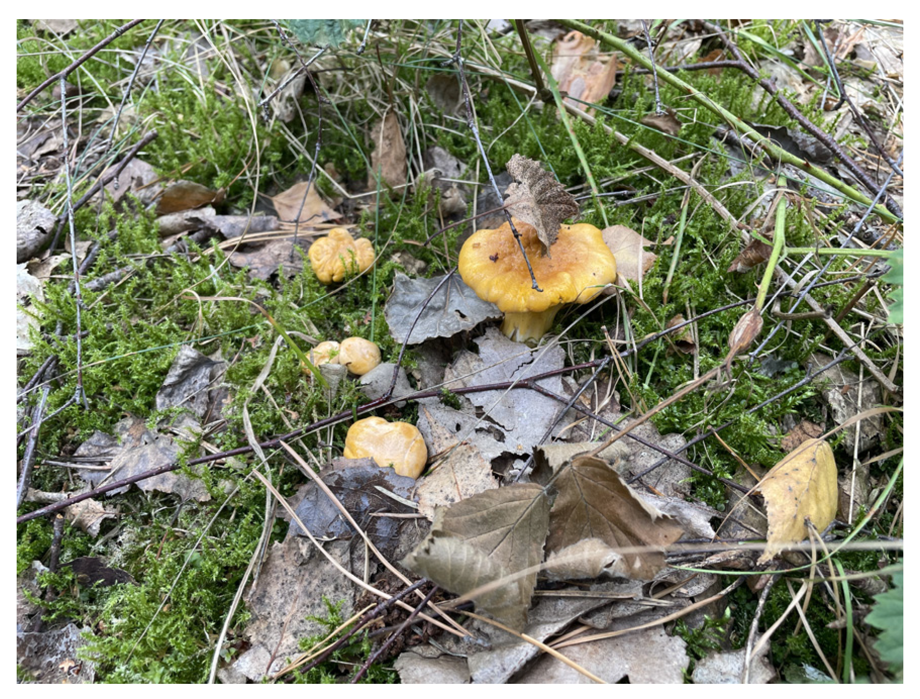 Nutrients 16 02849 g012