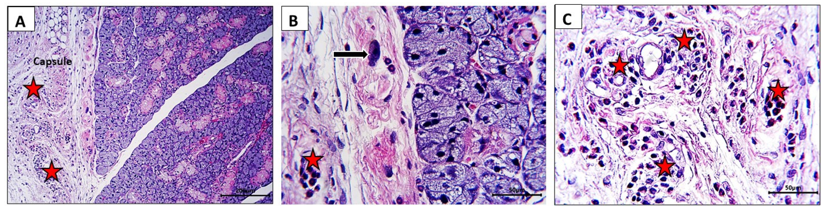 Nutrients 16 02958 g005 Nutrients 16 02958 g005