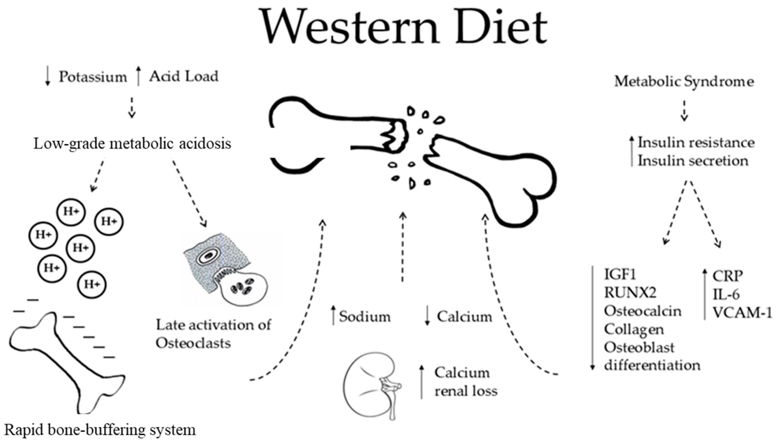Nutrients 16 03016 g002