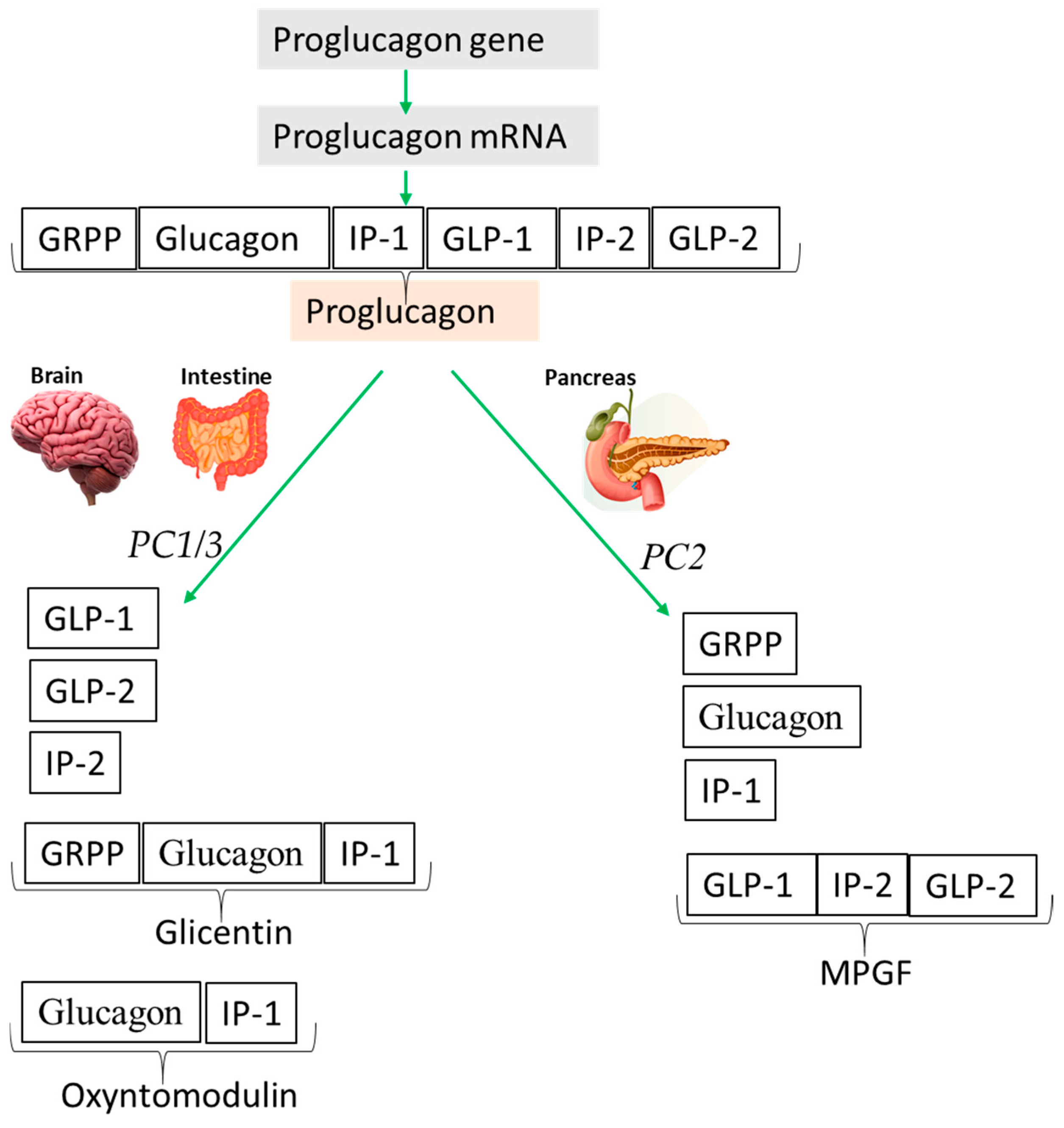 Nutrients 16 03069 g002