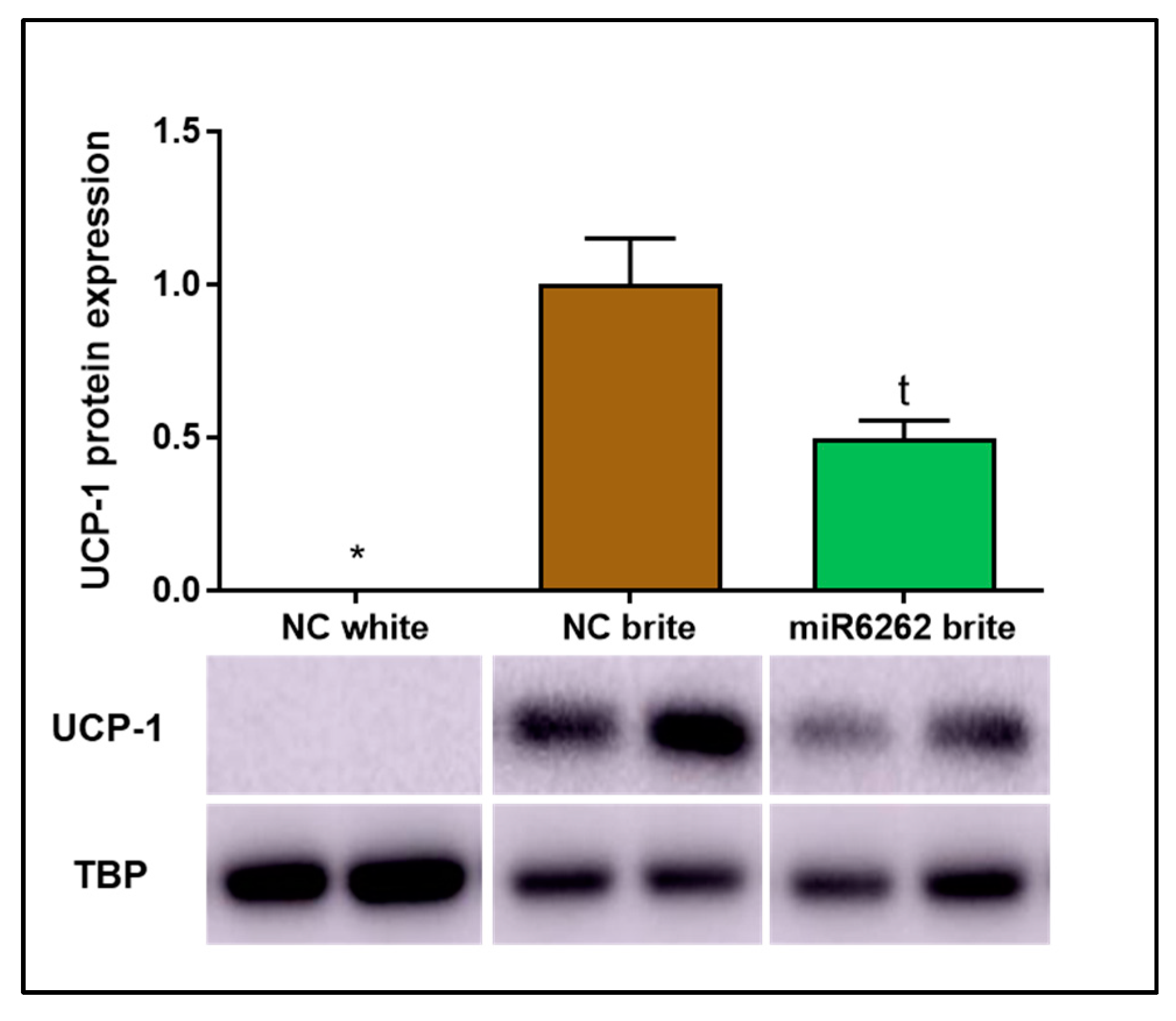Nutrients 16 03146 g005 Nutrients 16 03146 g005