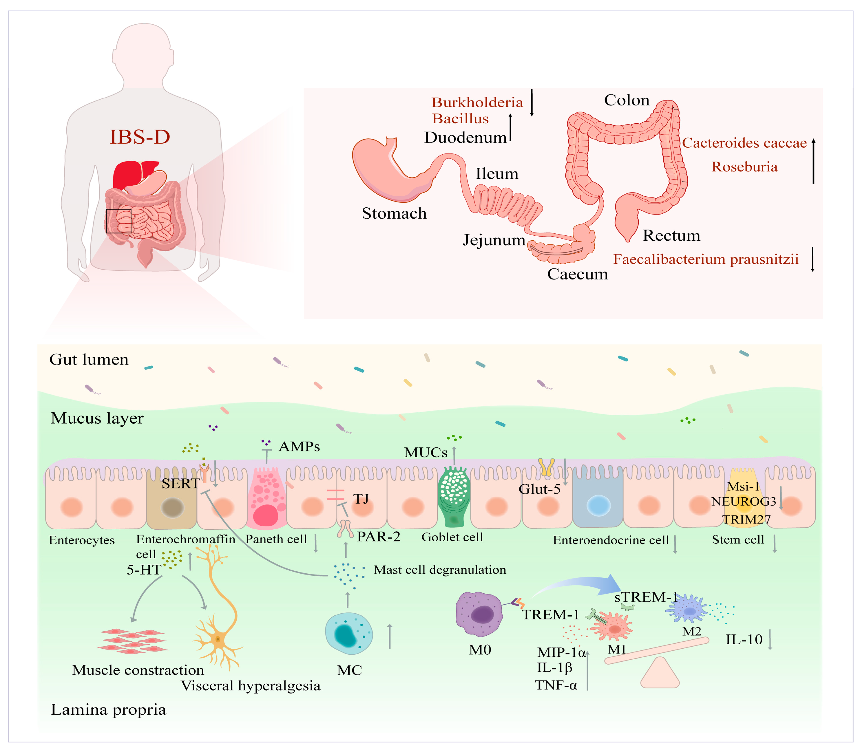Nutrients 16 03192 g001