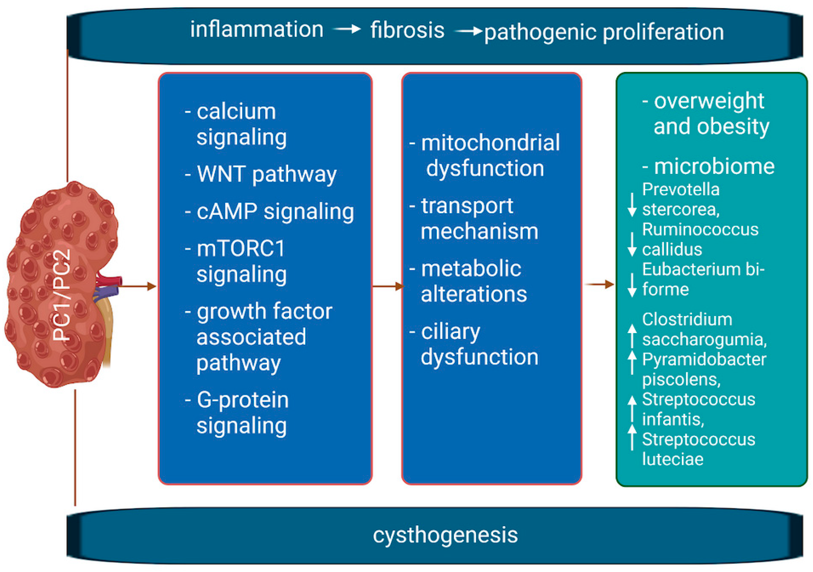 Nutrients 16 03216 g001