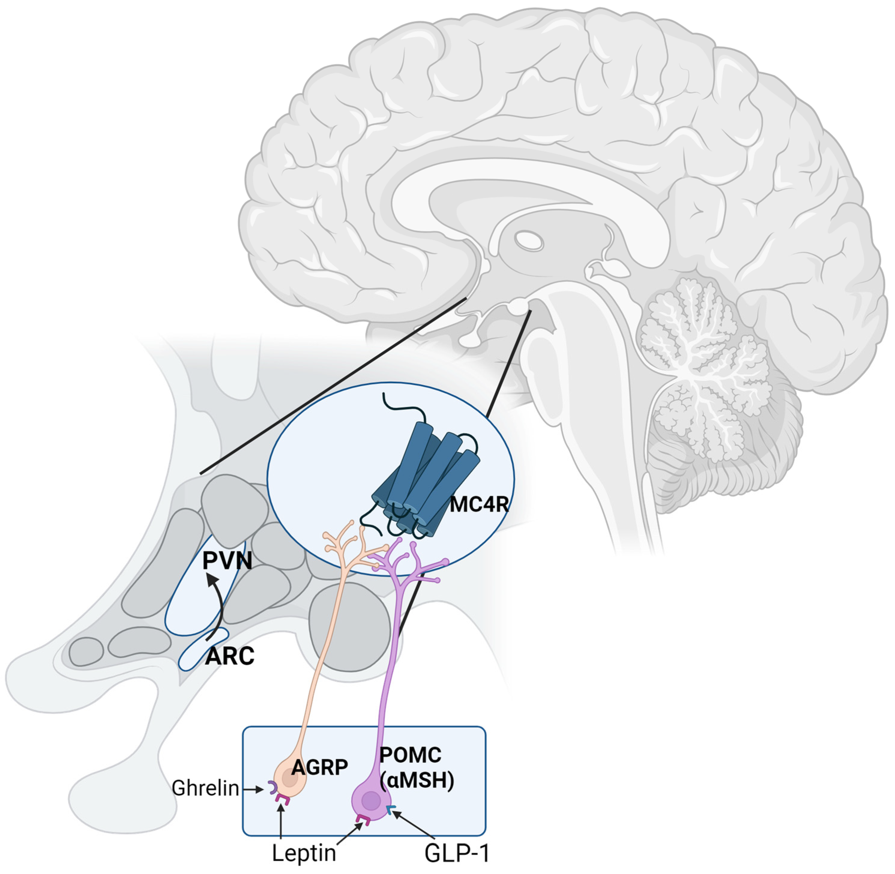 Nutrients 16 03238 g001