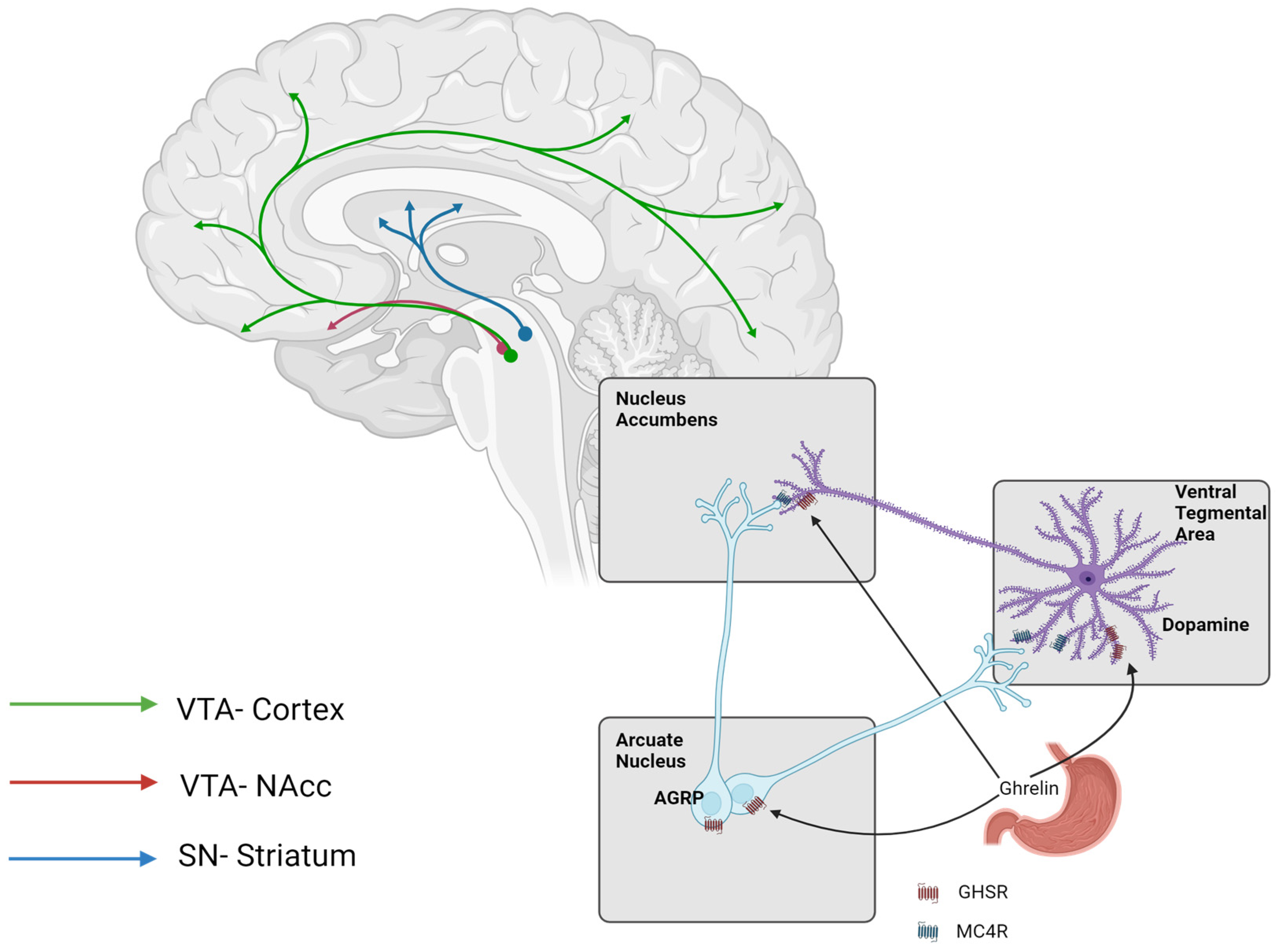 Nutrients 16 03238 g002