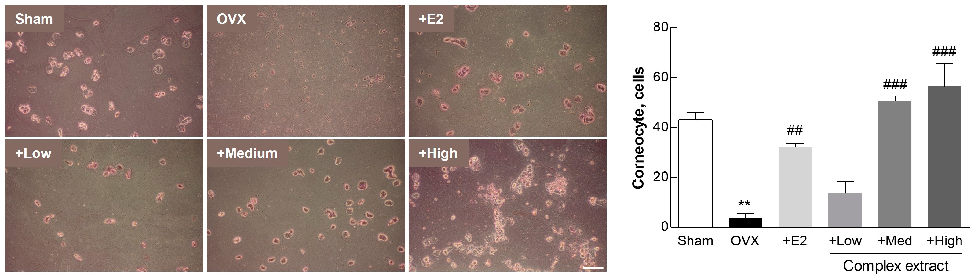 Nutrients 16 03297 g005
