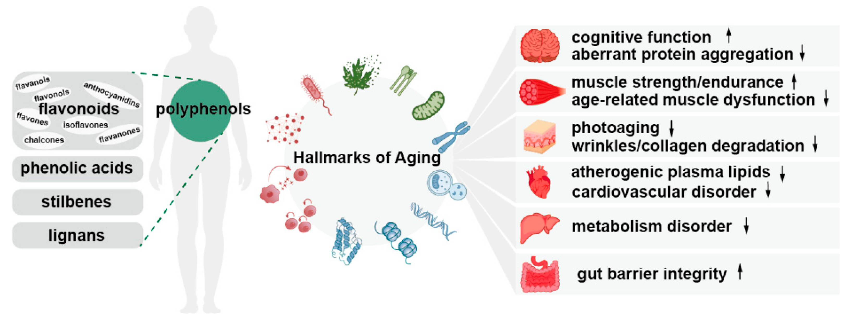 Nutrients 16 03305 g001