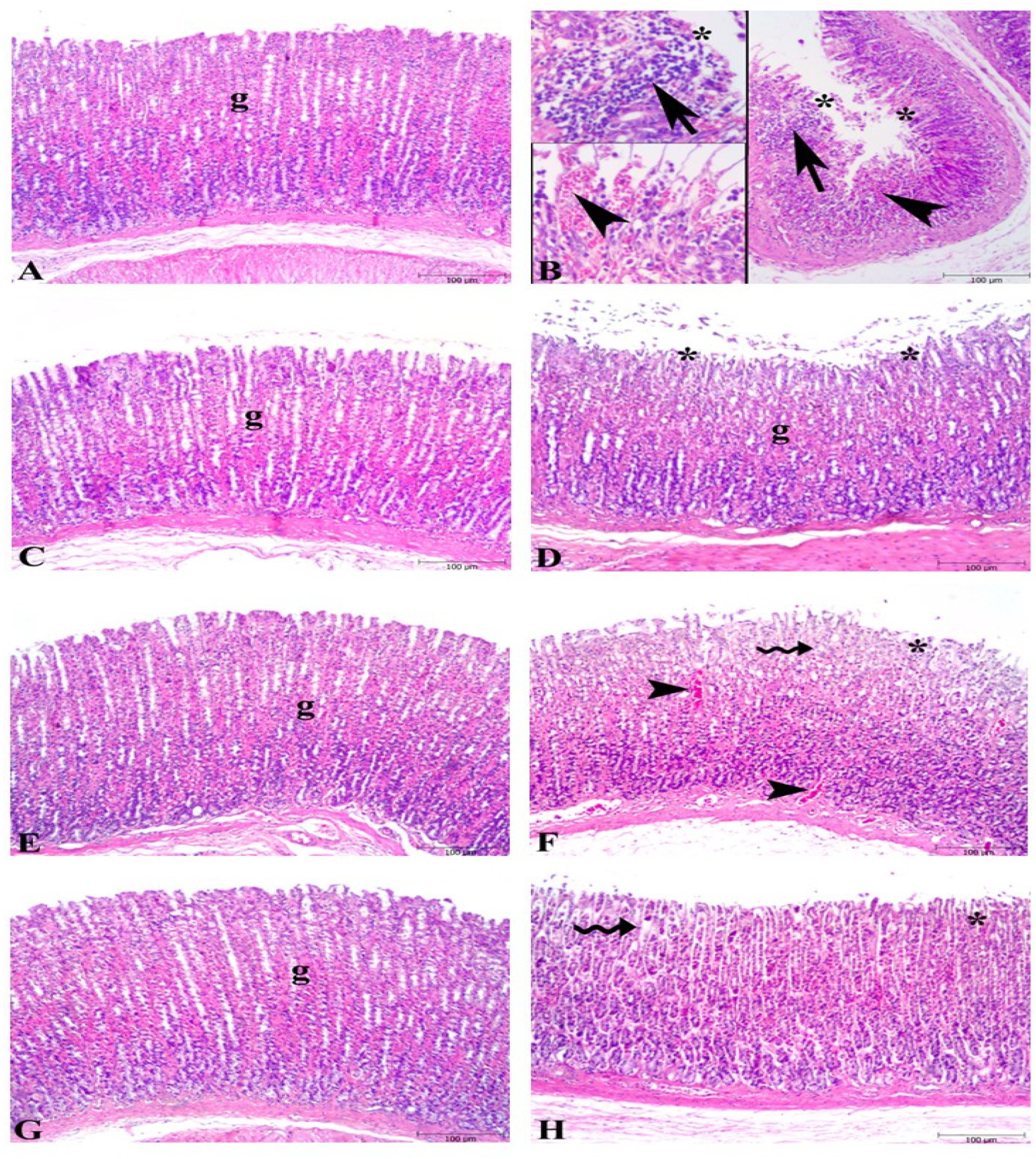 Nutrients 16 03426 g002