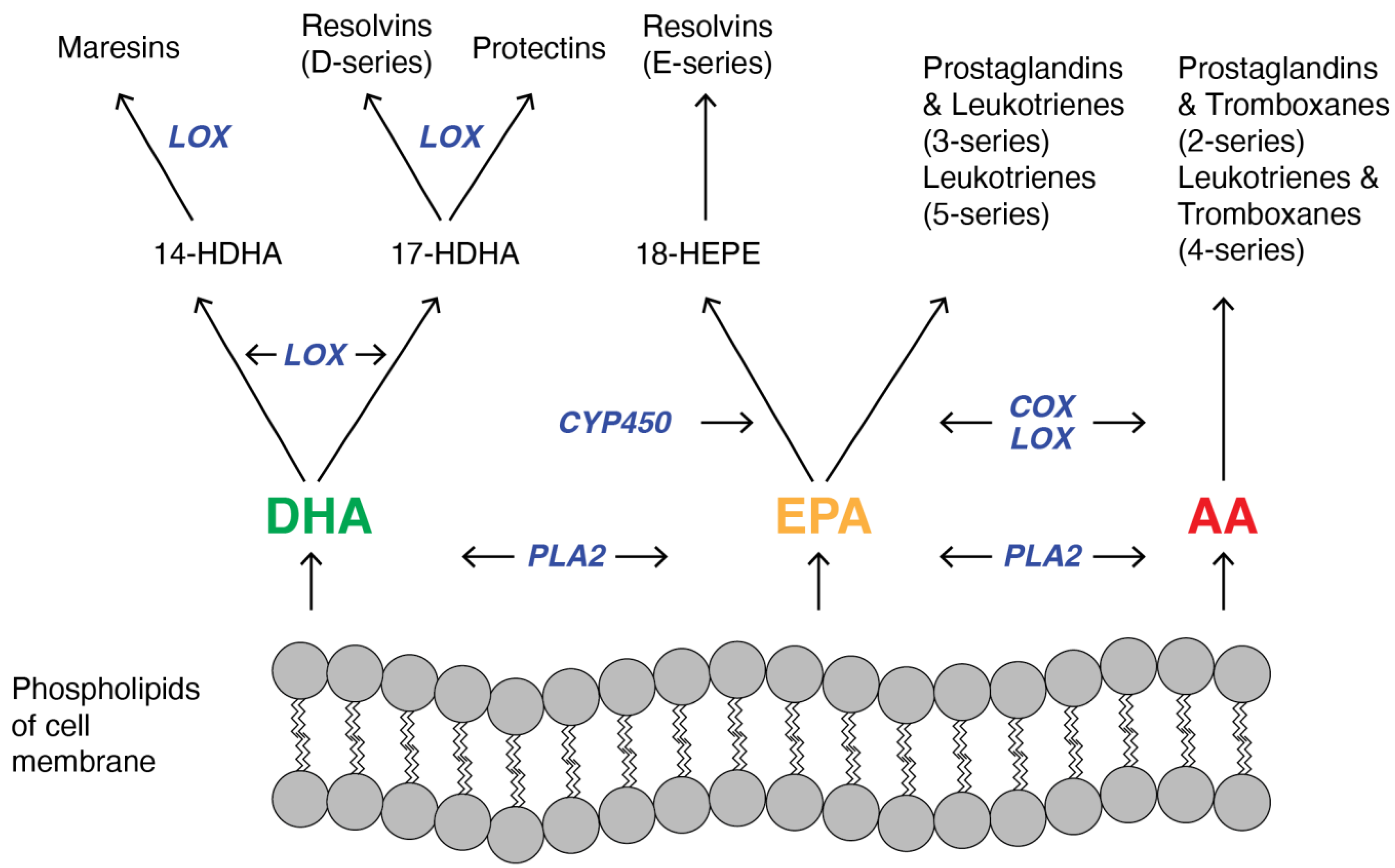 Nutrients 16 03937 g002