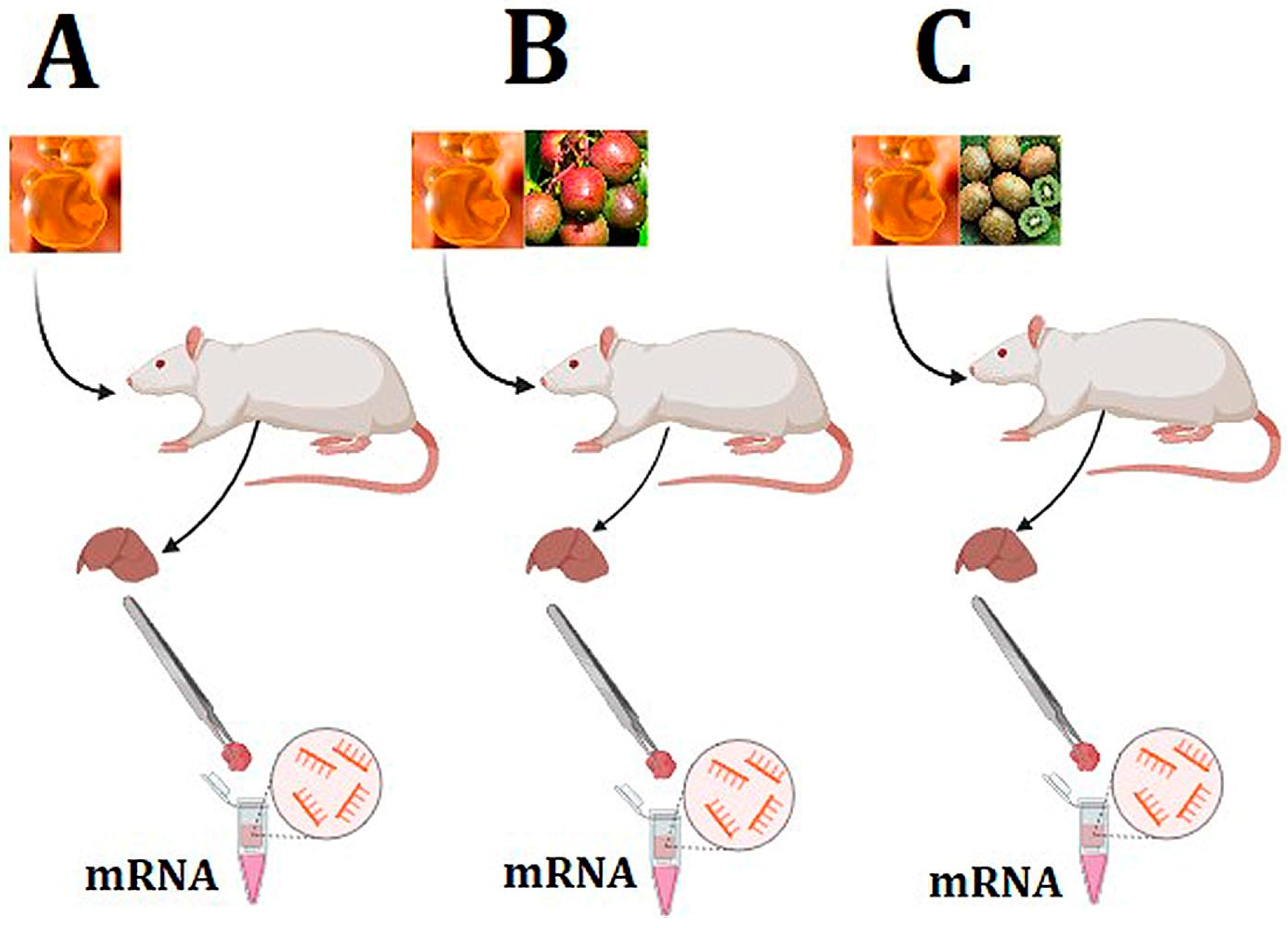 Nutrients 16 03999 g001