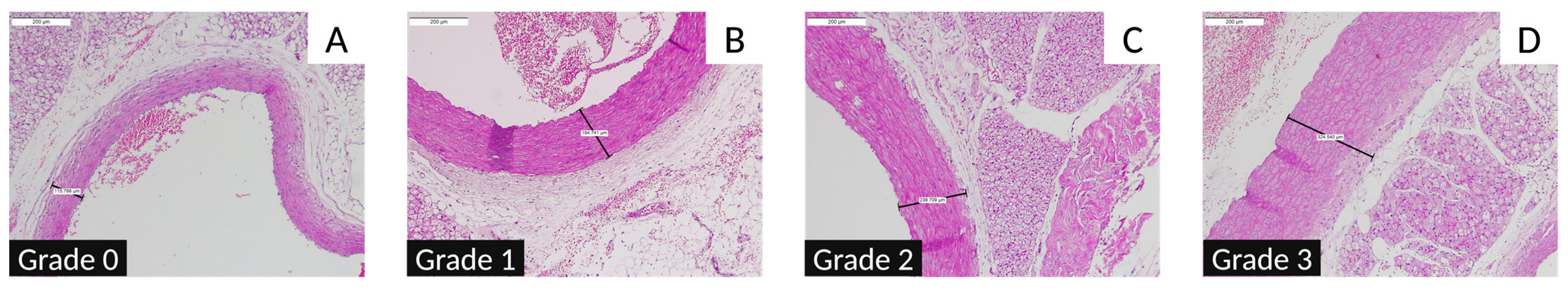 Nutrients 16 04104 g011