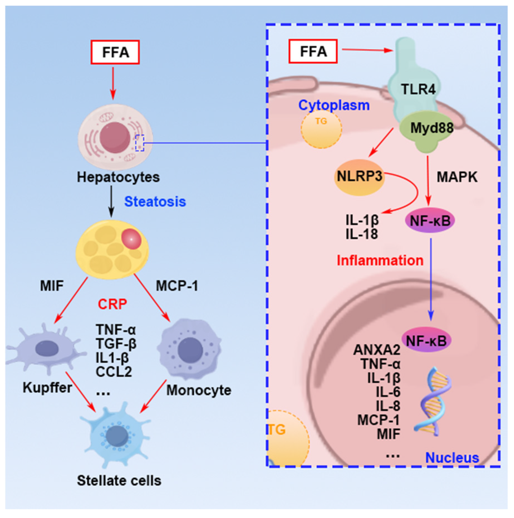 Nutrients 16 04208 g006